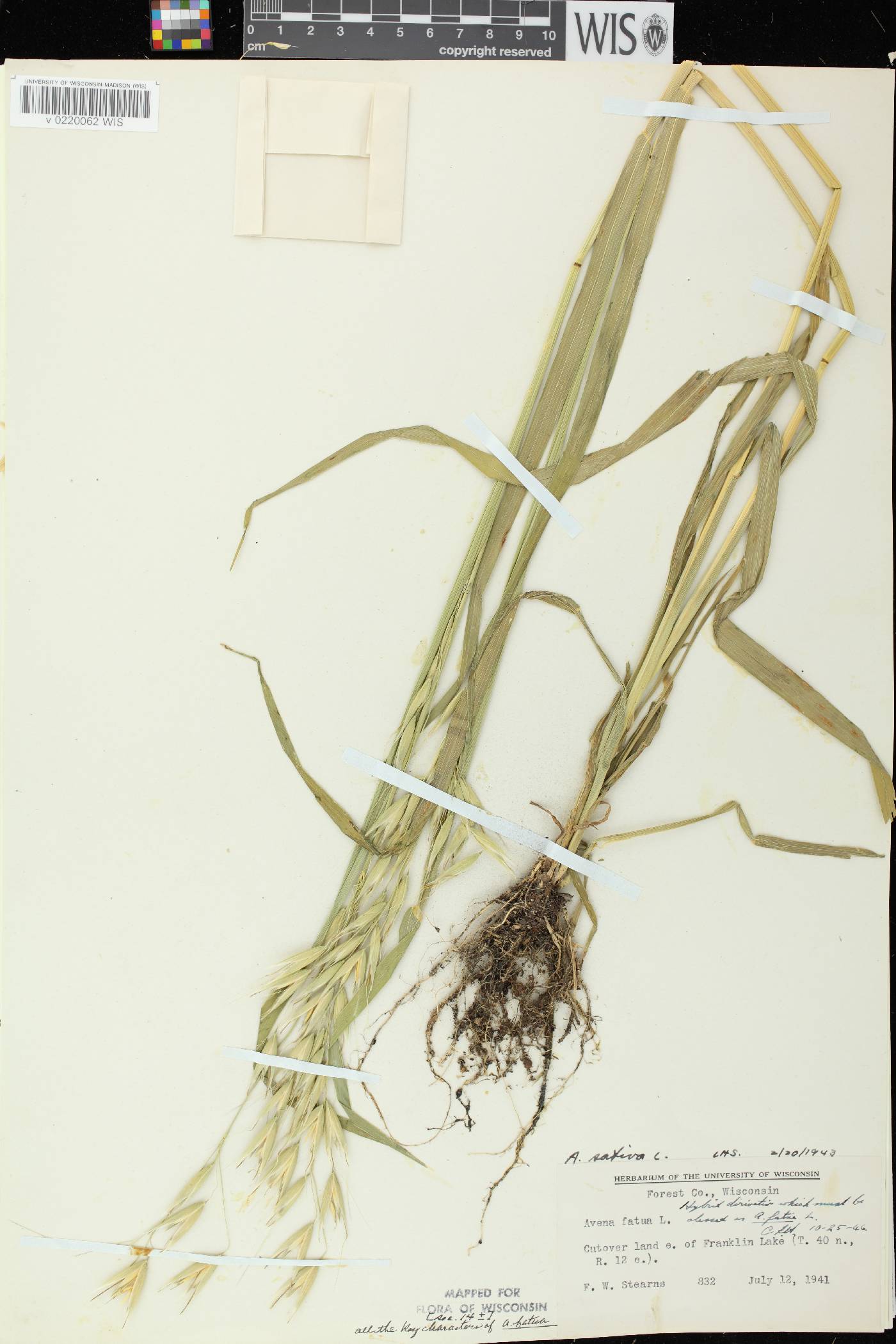 Avena fatua image