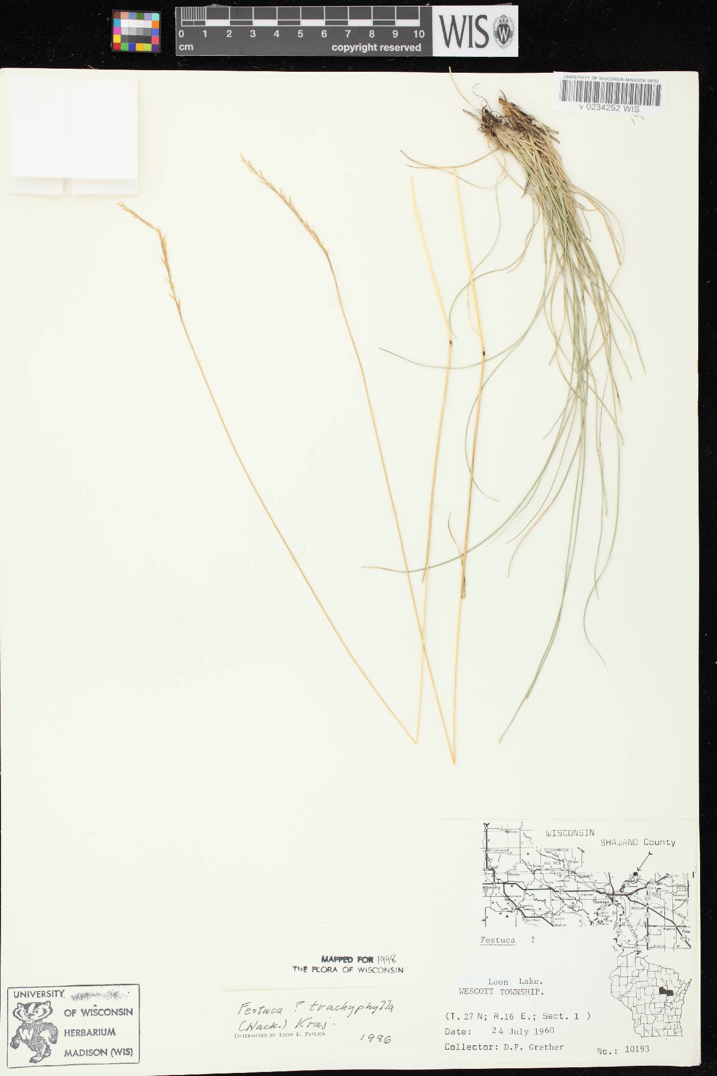 Festuca trachyphylla image