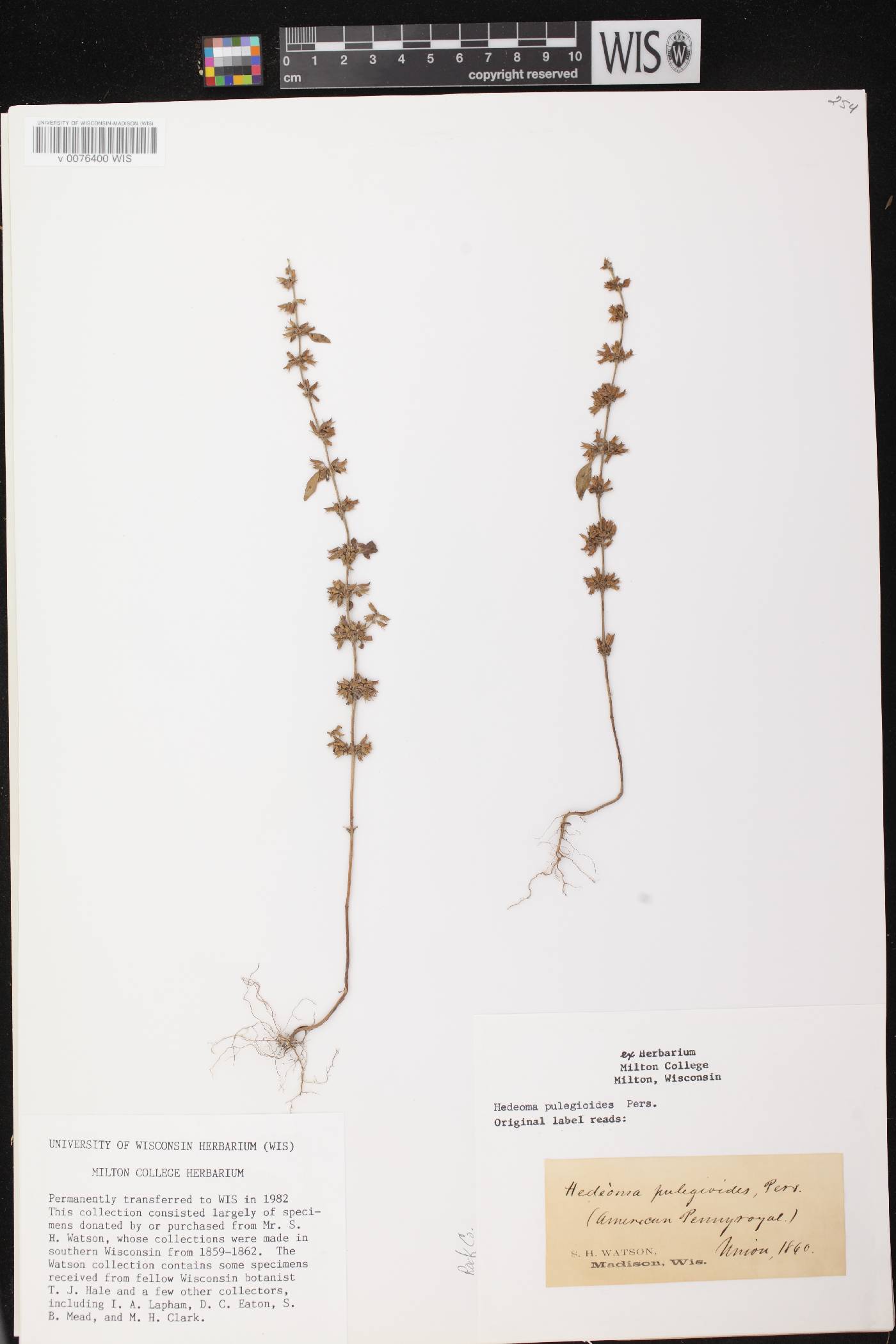 Hedeoma pulegioides image