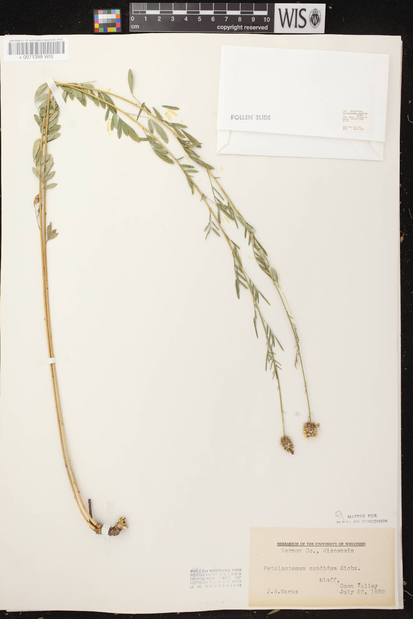 Dalea candida image