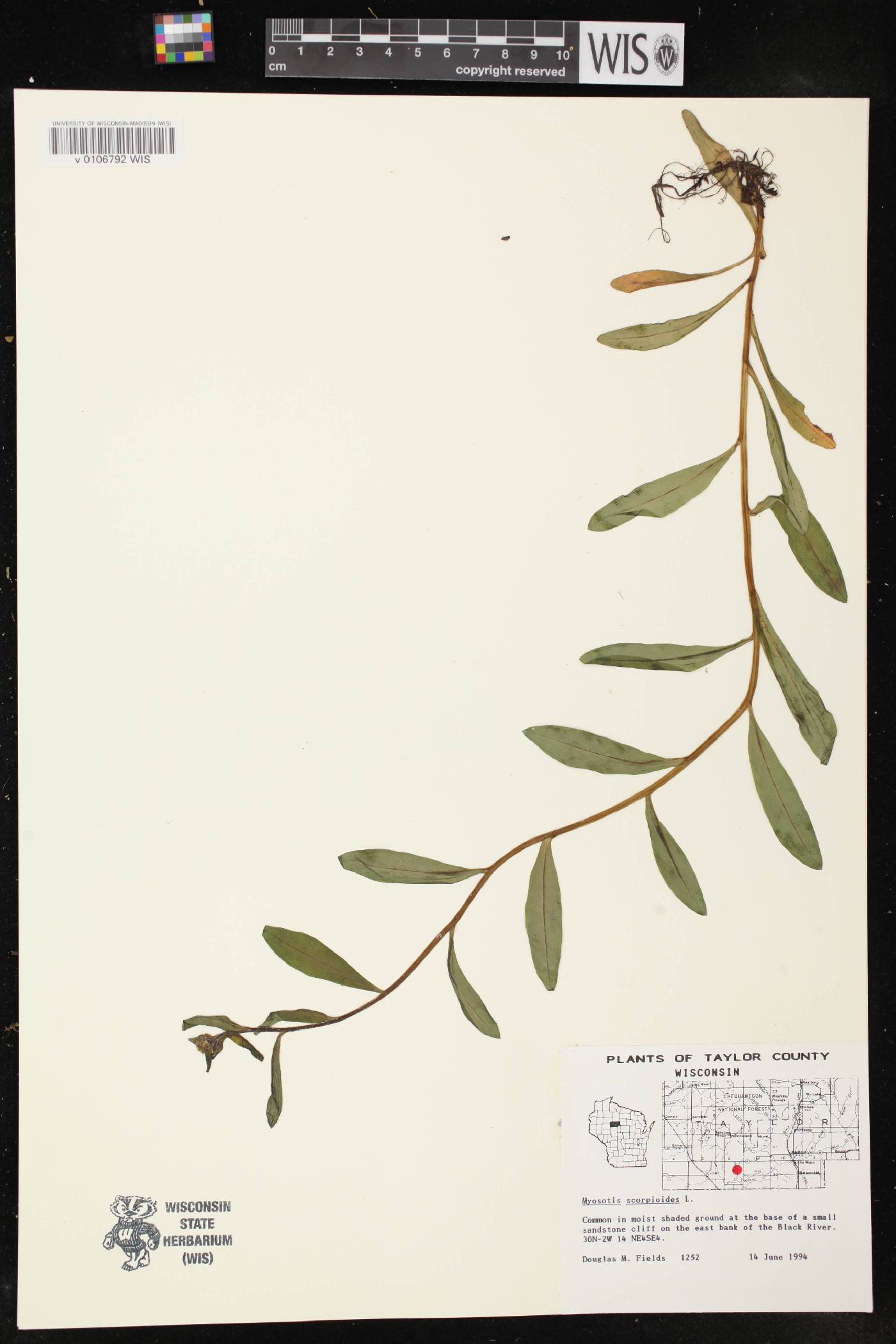 Myosotis scorpioides image