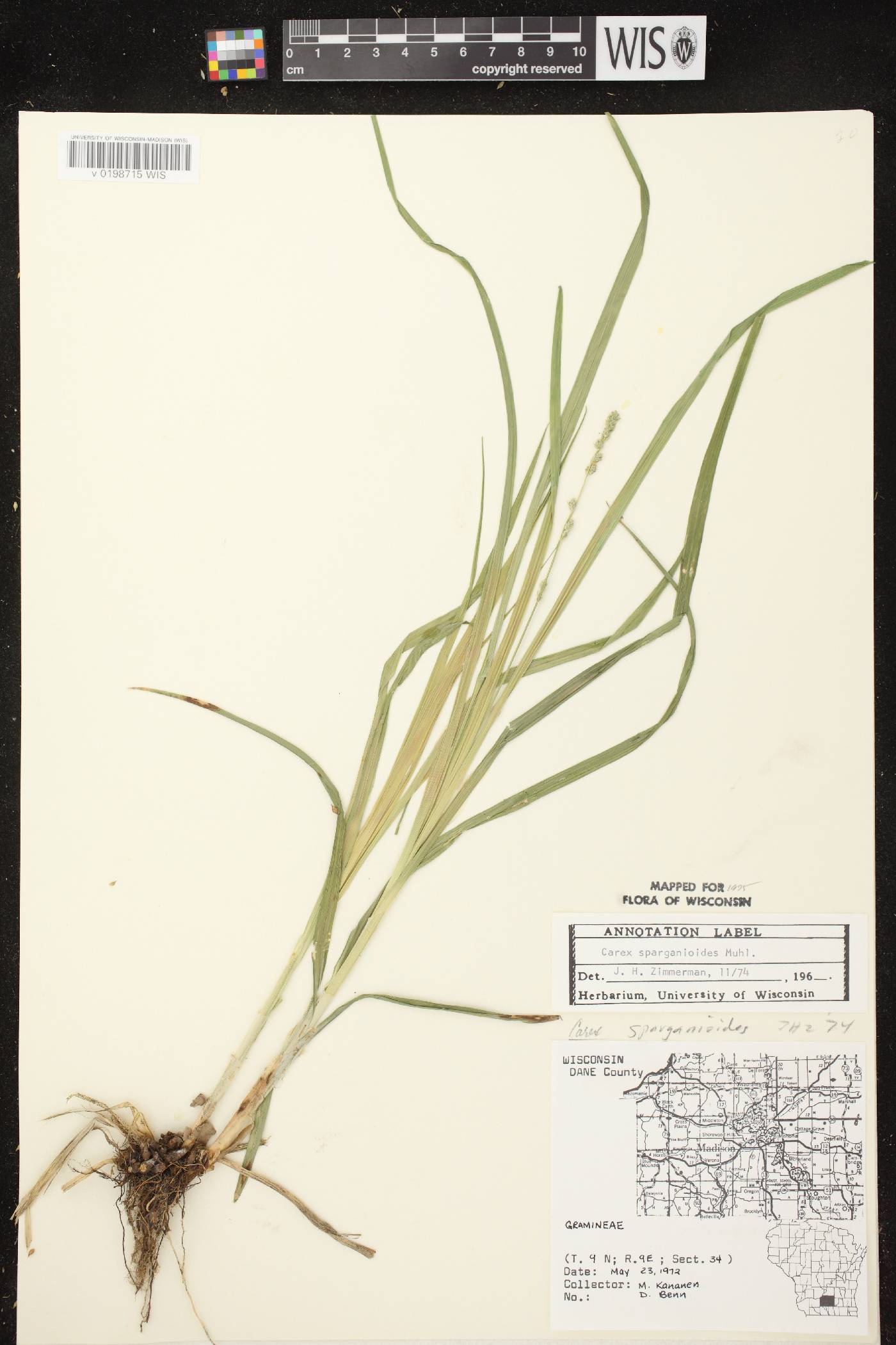 Carex sparganioides image