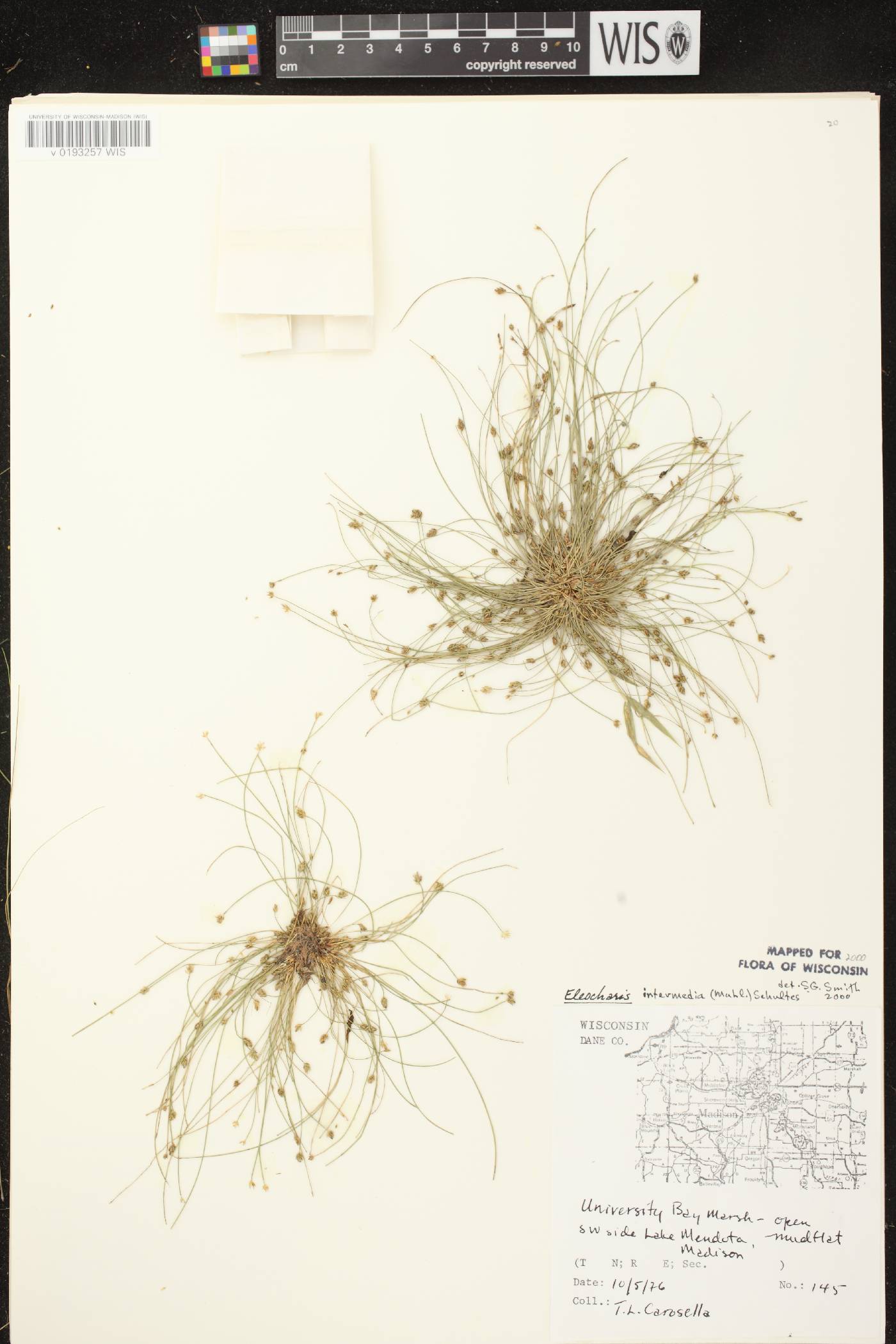 Eleocharis intermedia image
