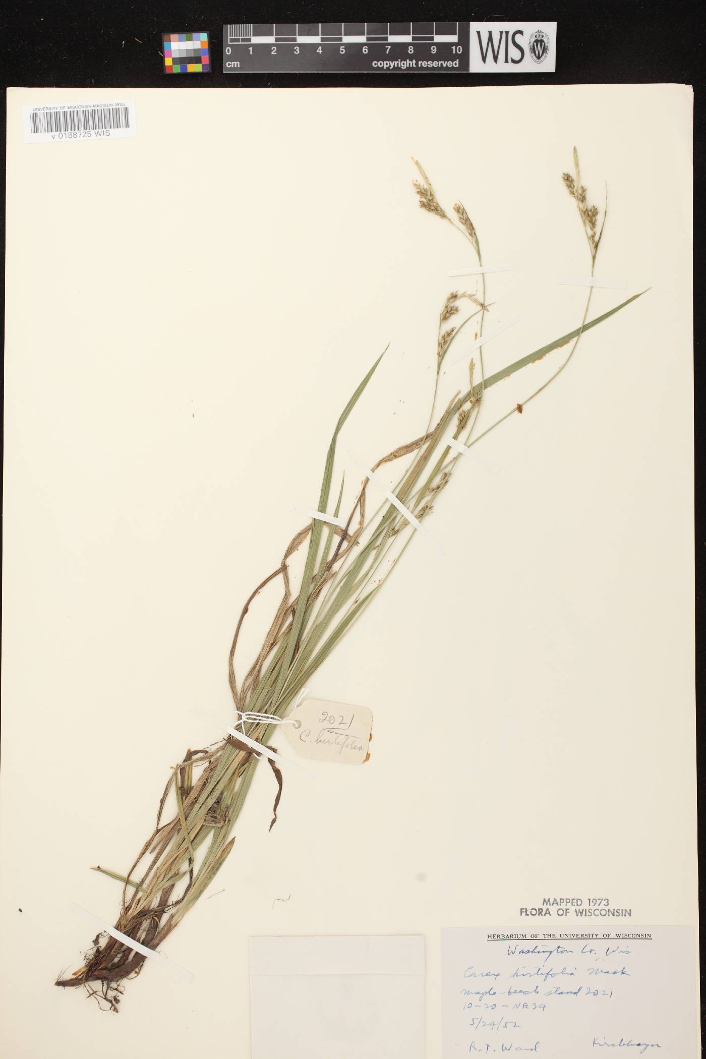 Carex hirtifolia image