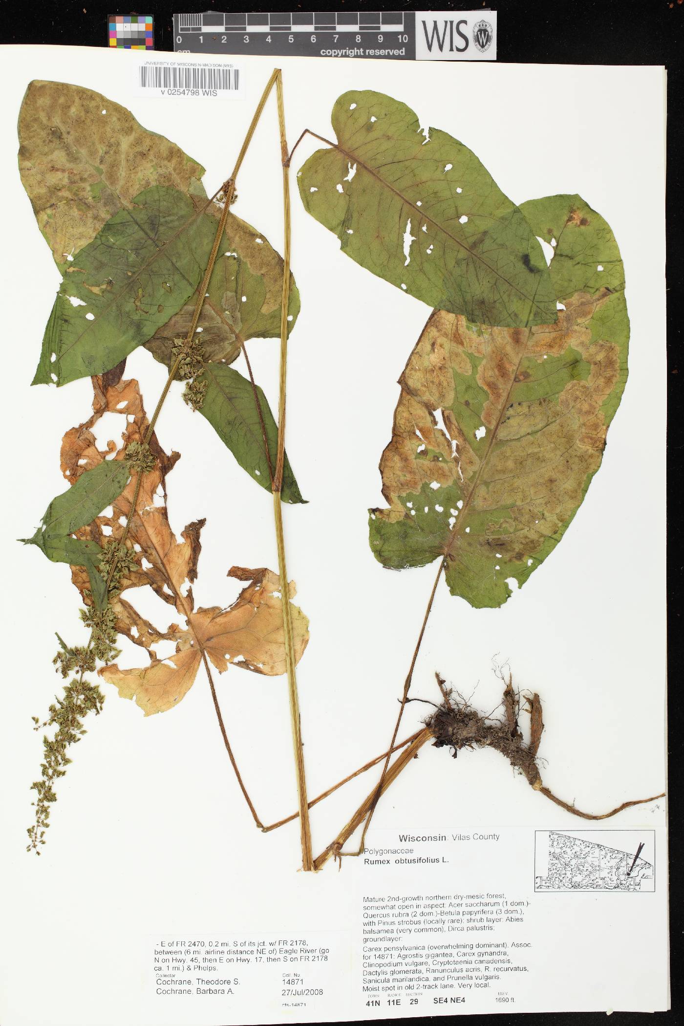 Rumex obtusifolius image