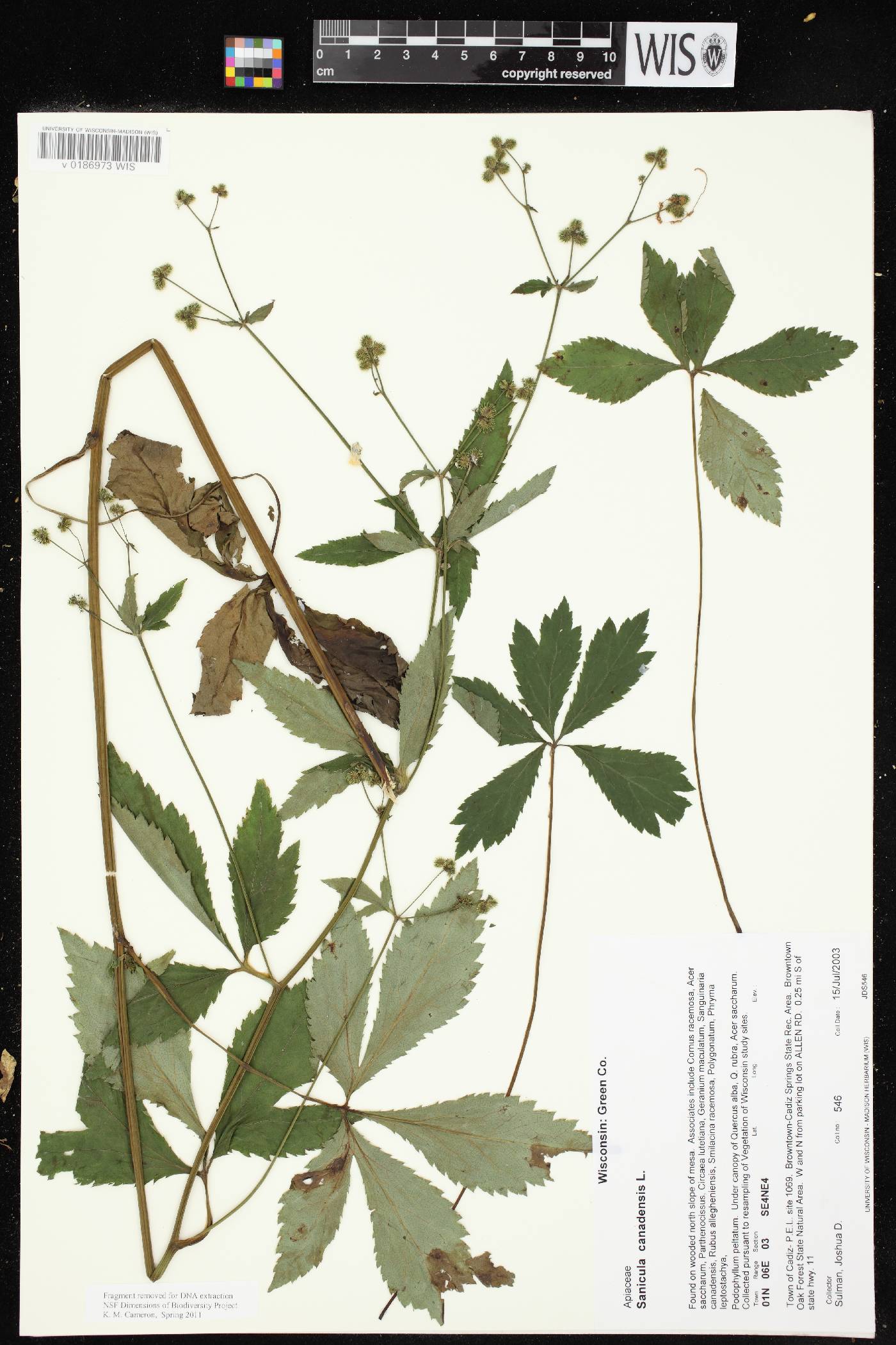 Sanicula canadensis image