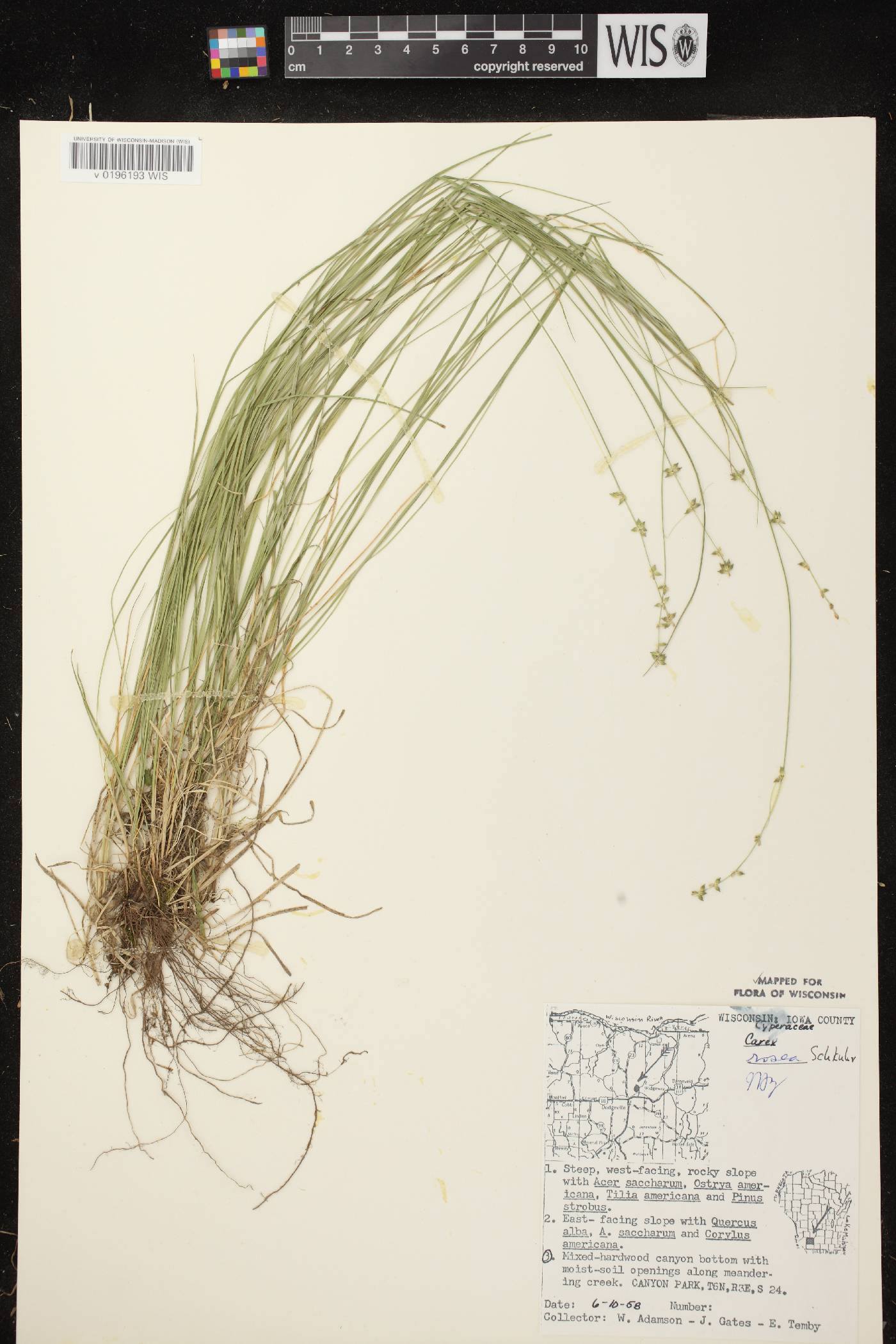 Carex radiata image