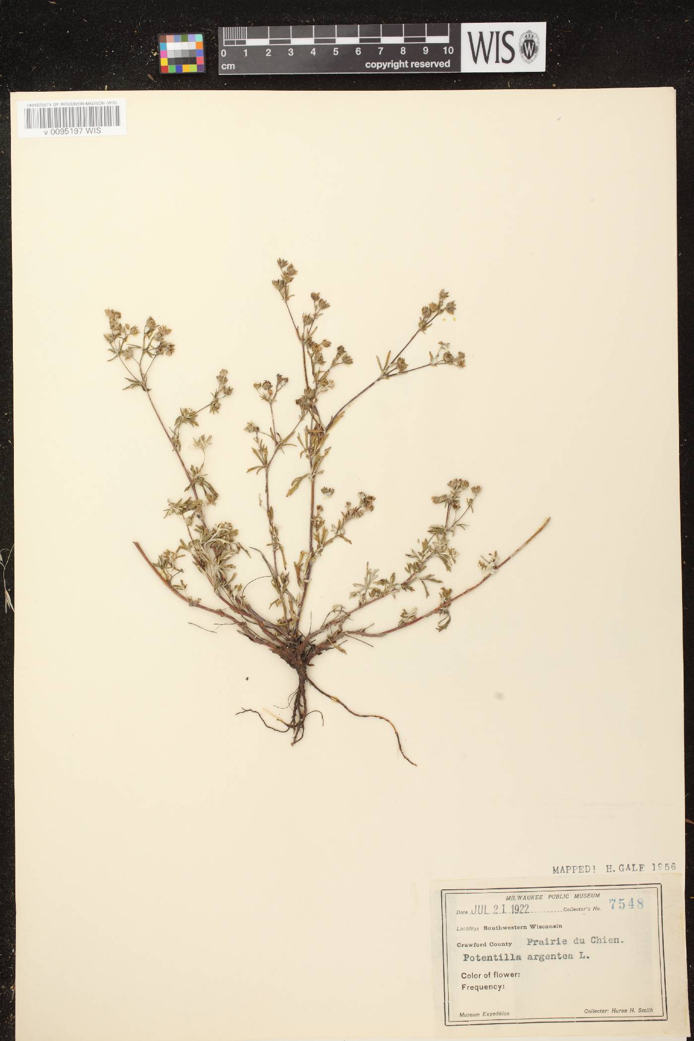 Potentilla argentea image