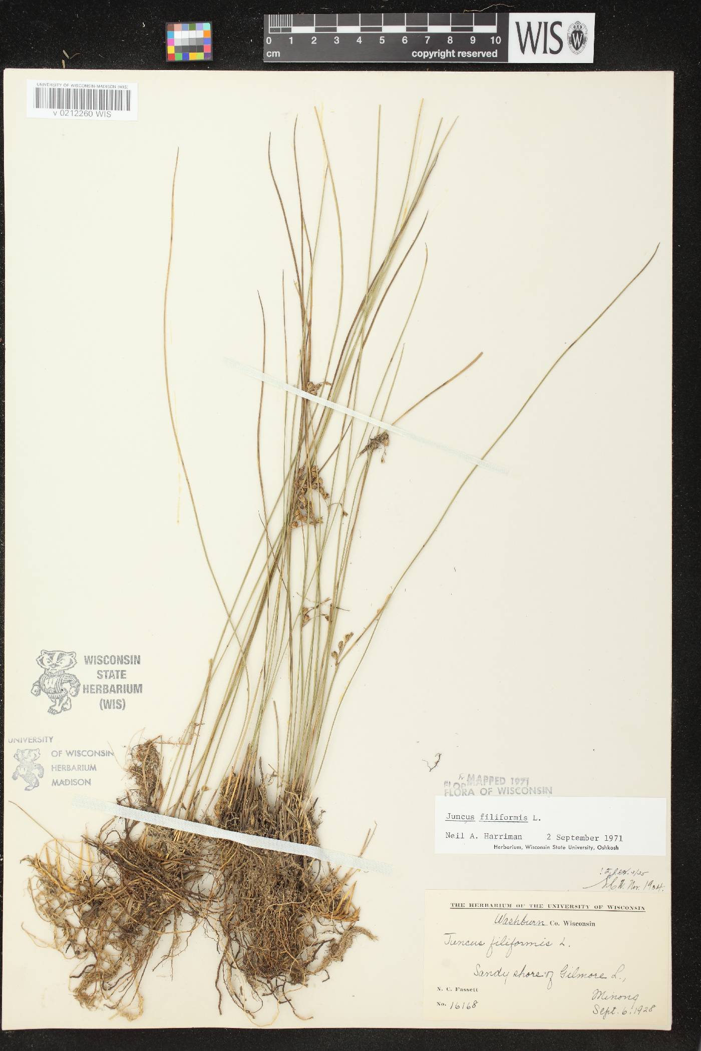 Juncus filiformis image