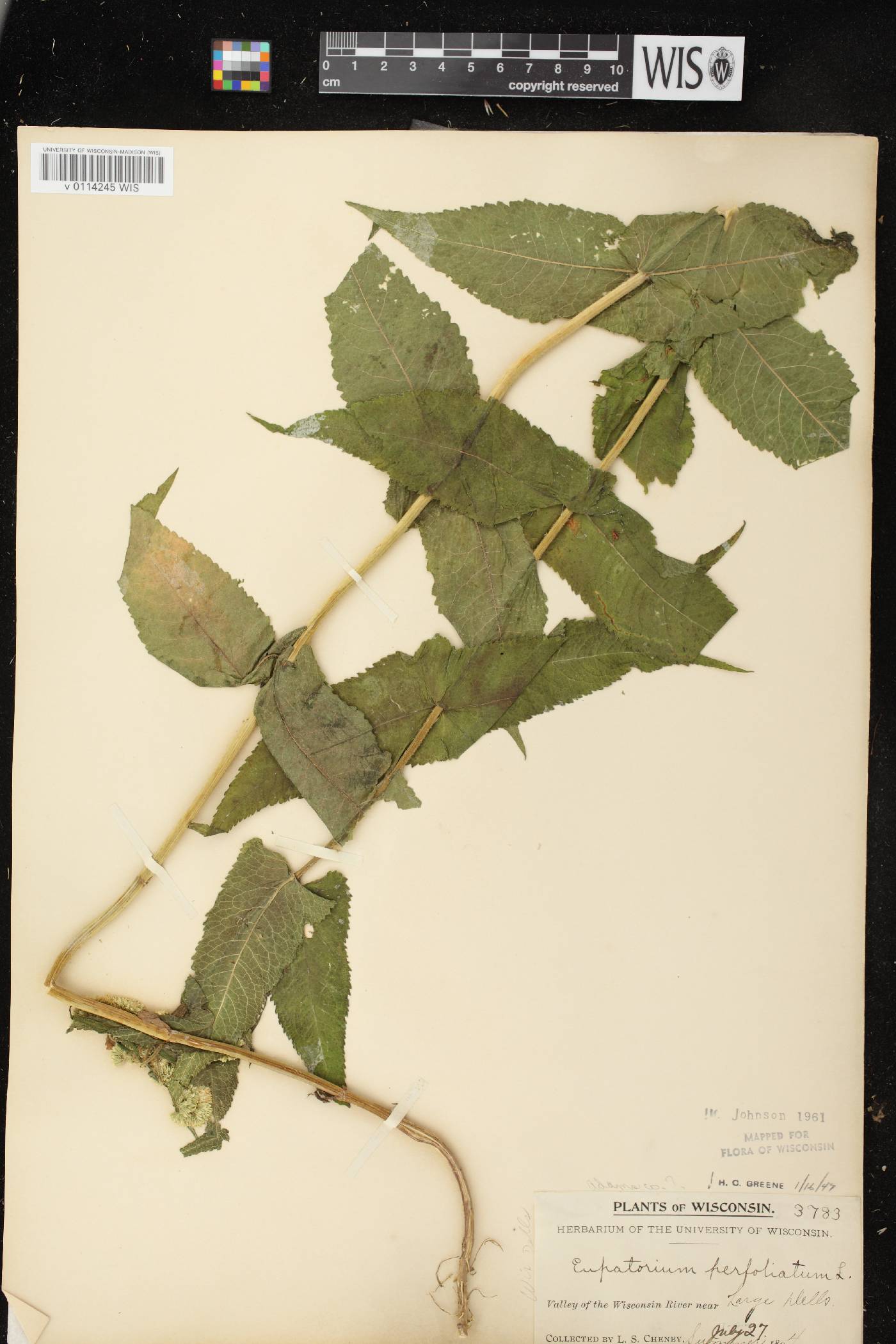 Eupatorium perfoliatum image