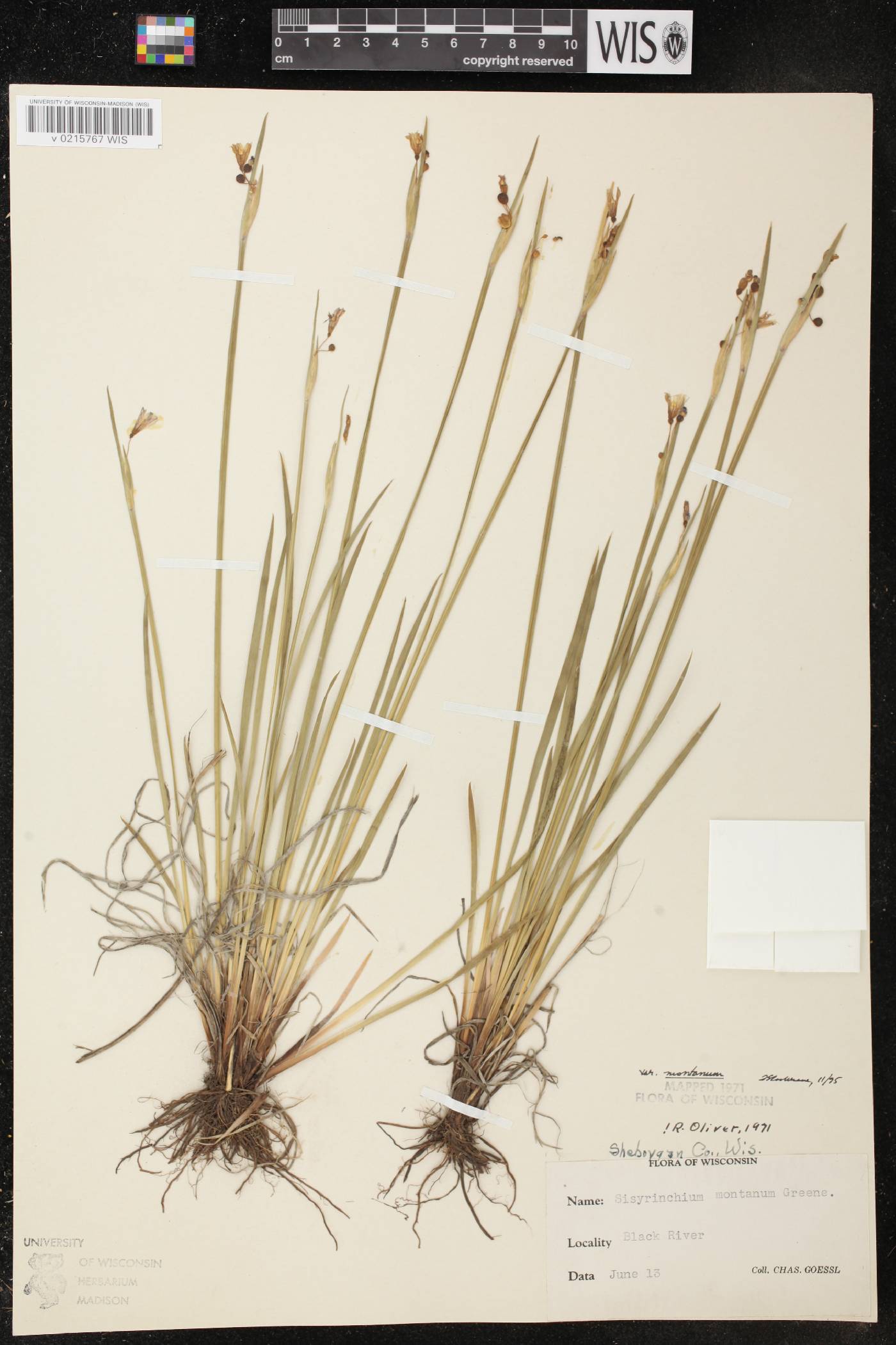 Sisyrinchium montanum image