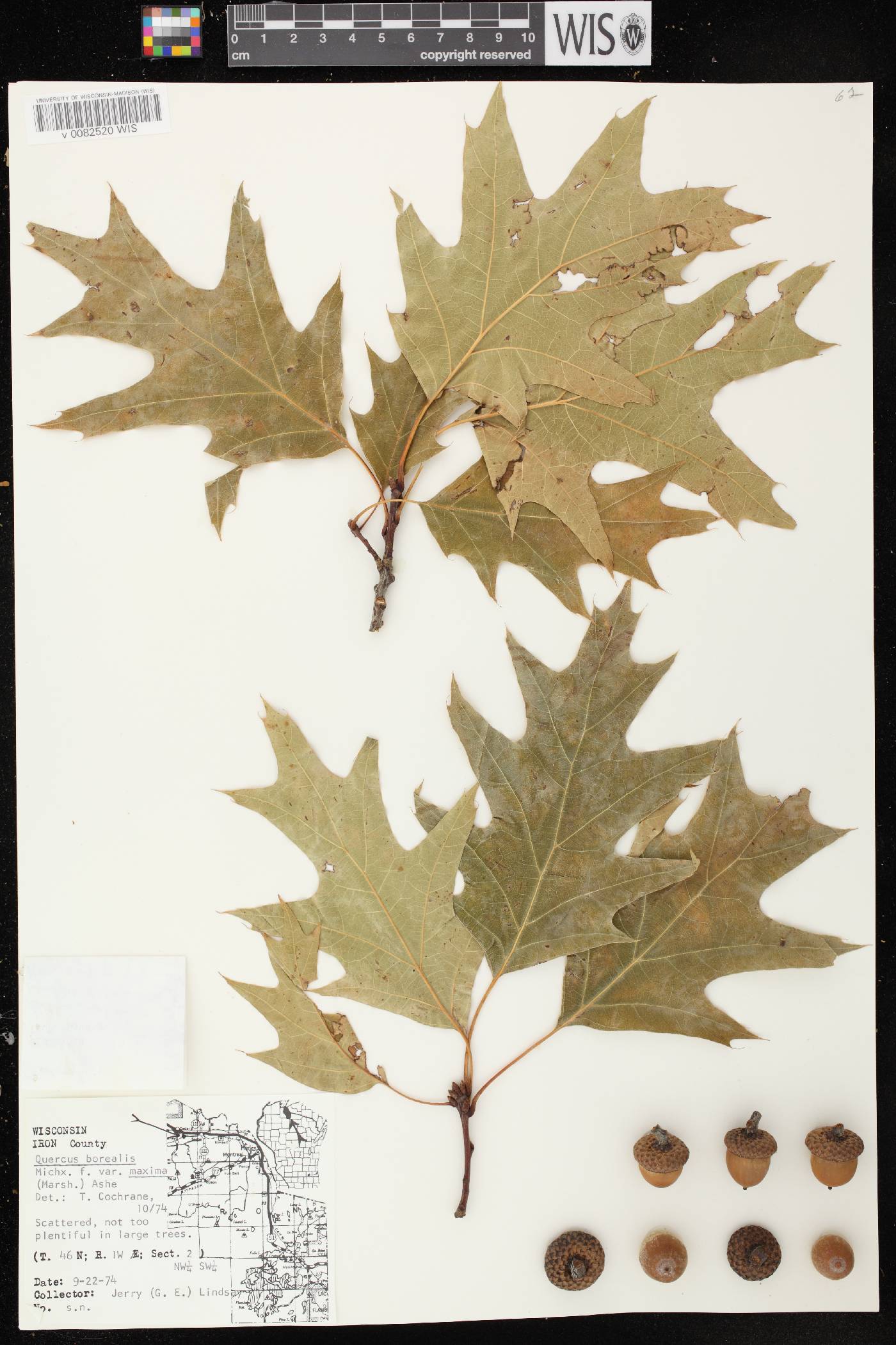 Quercus rubra image