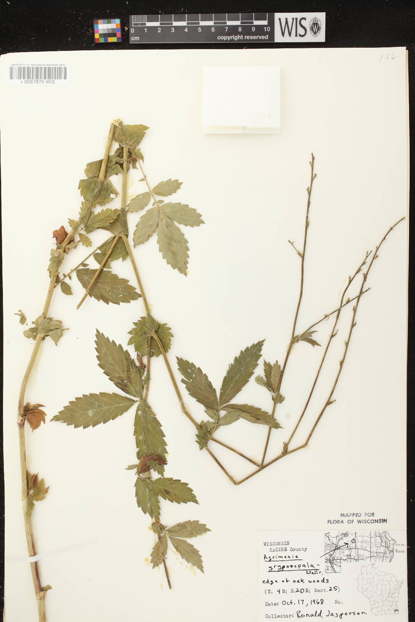 Agrimonia gryposepala image
