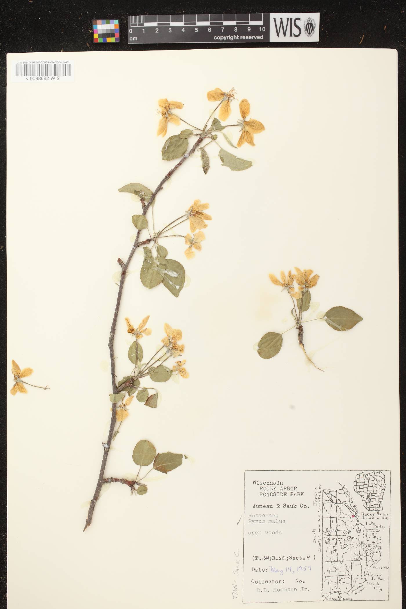 Malus pumila image