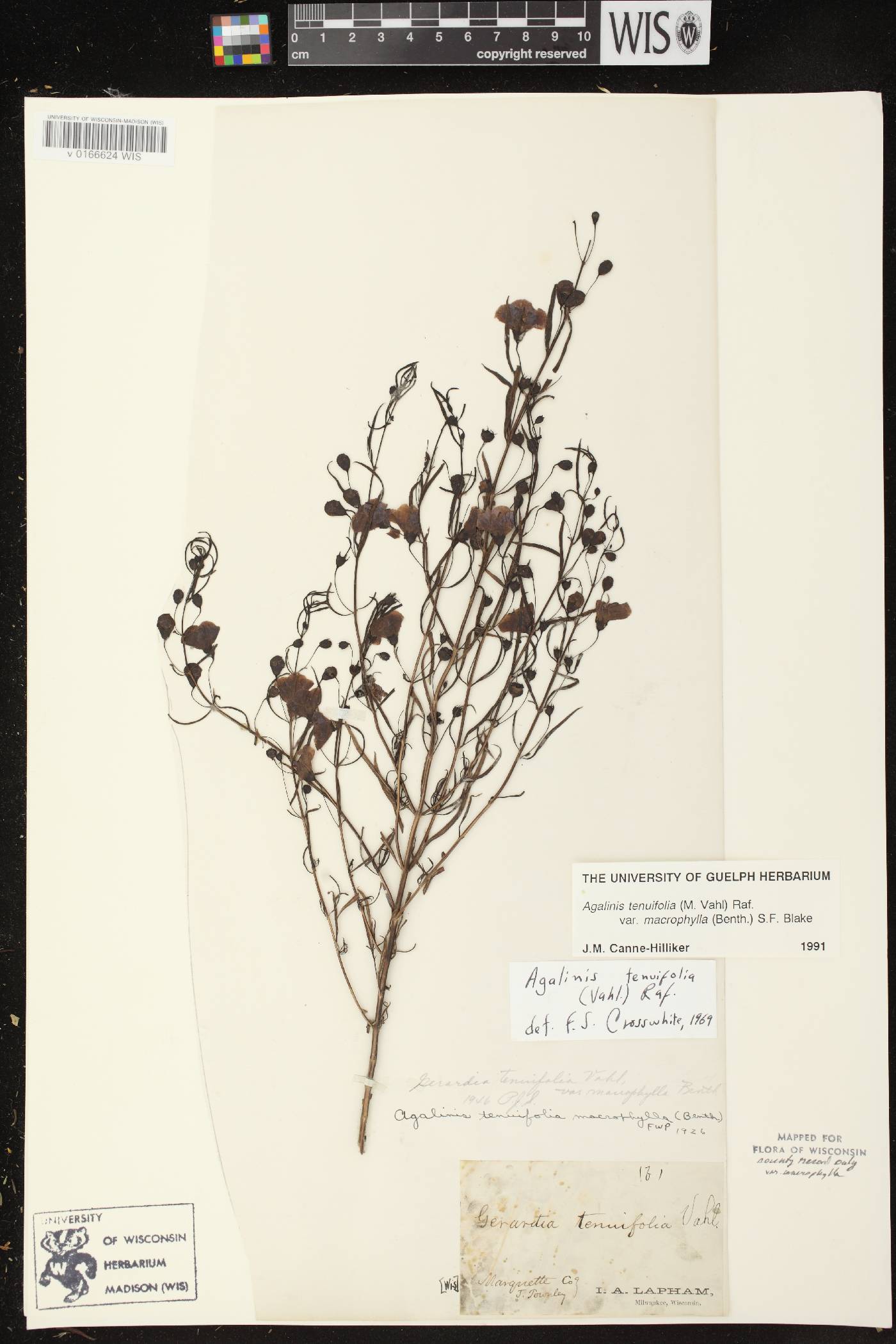 Agalinis tenuifolia image