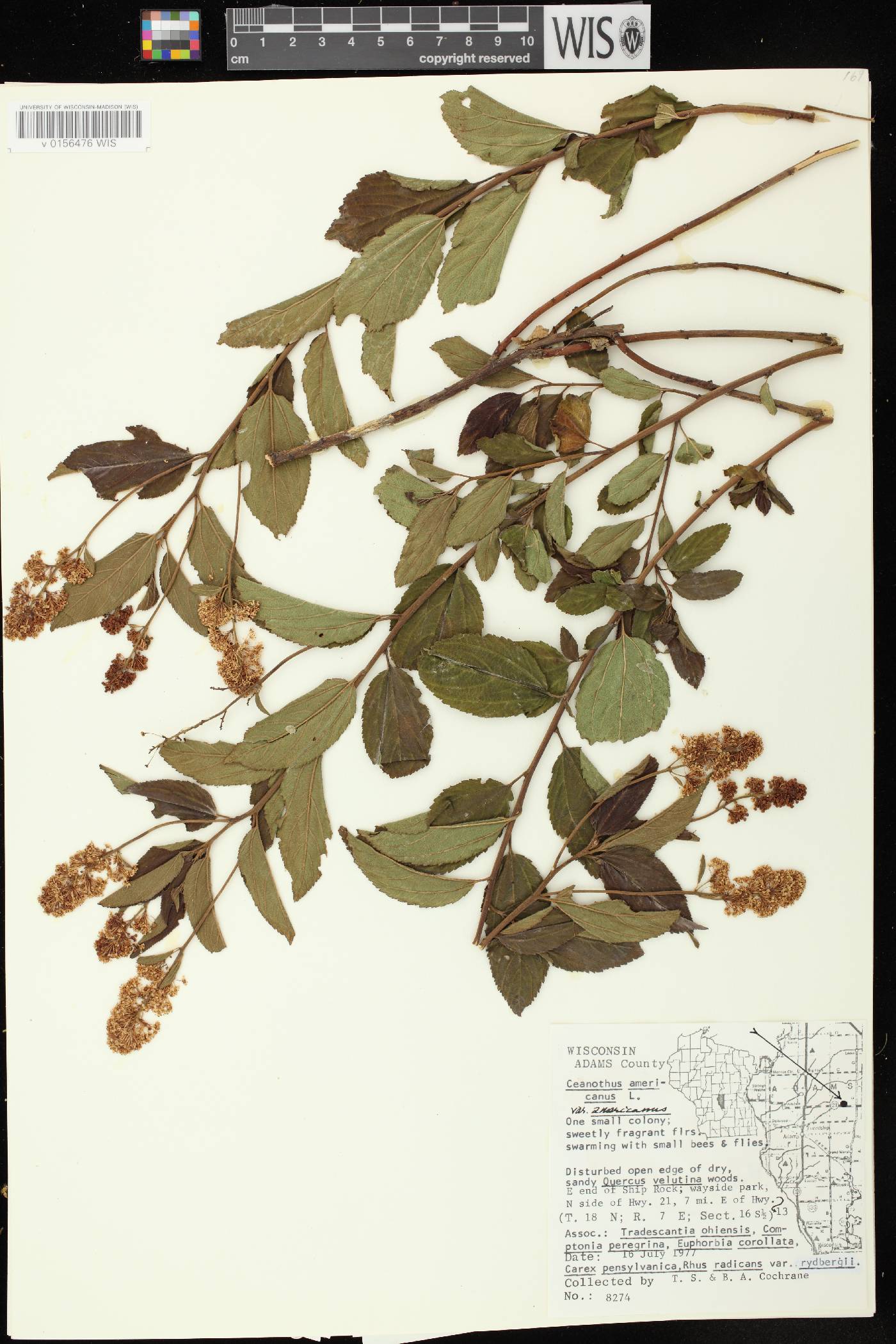 Ceanothus americanus image