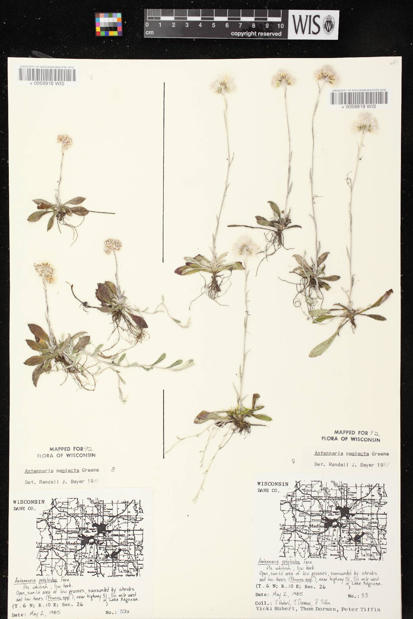 Antennaria neglecta image