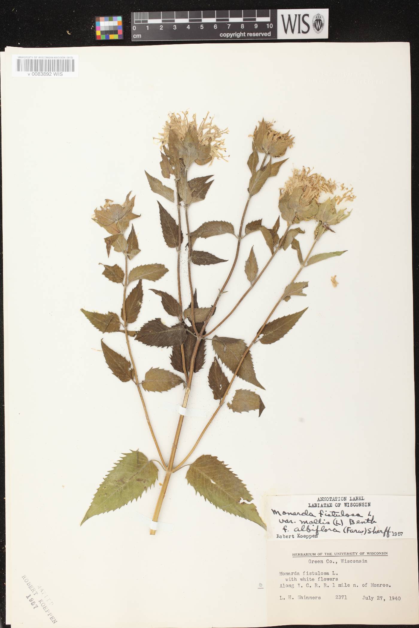 Monarda fistulosa subsp. fistulosa image