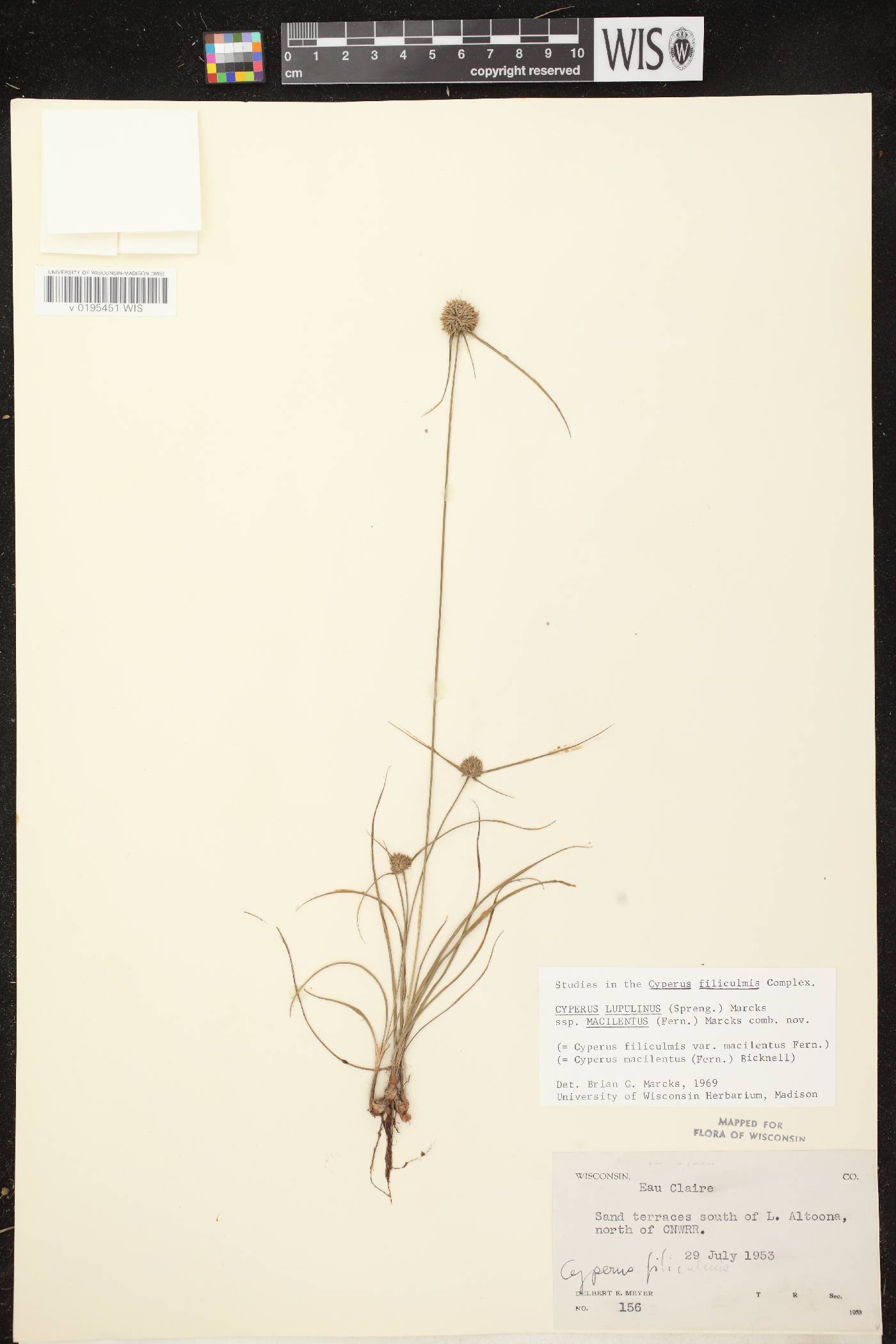 Cyperus lupulinus subsp. macilentus image