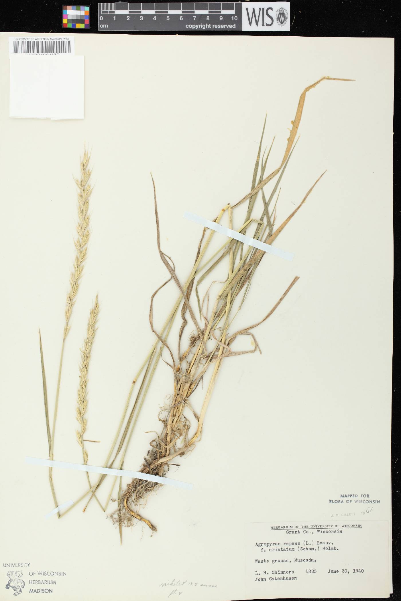 Elymus repens image