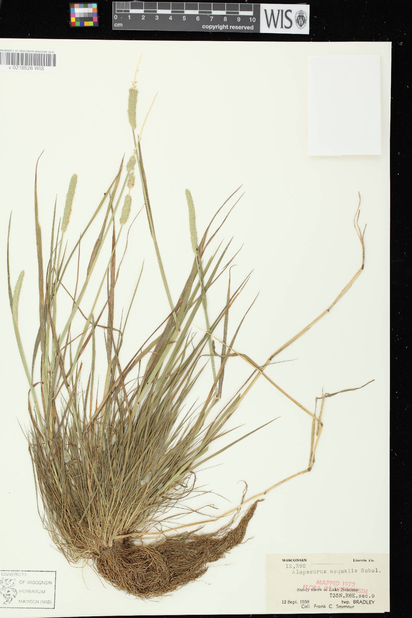 Alopecurus aequalis image