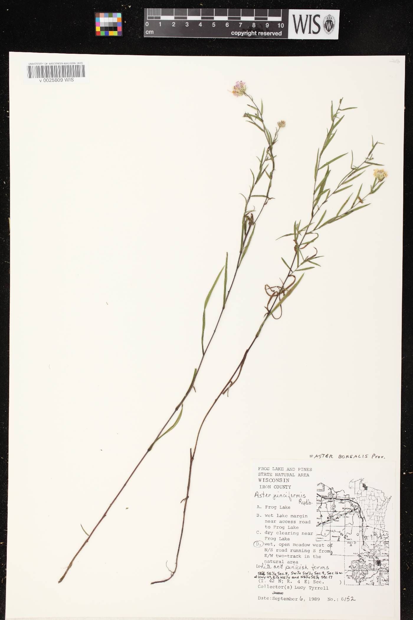 Symphyotrichum boreale image