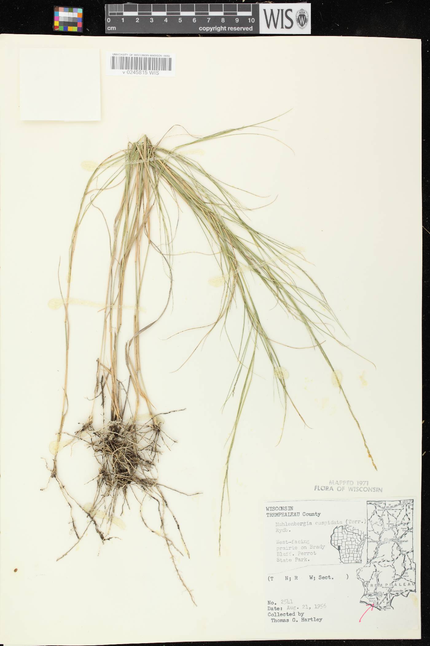 Muhlenbergia cuspidata image