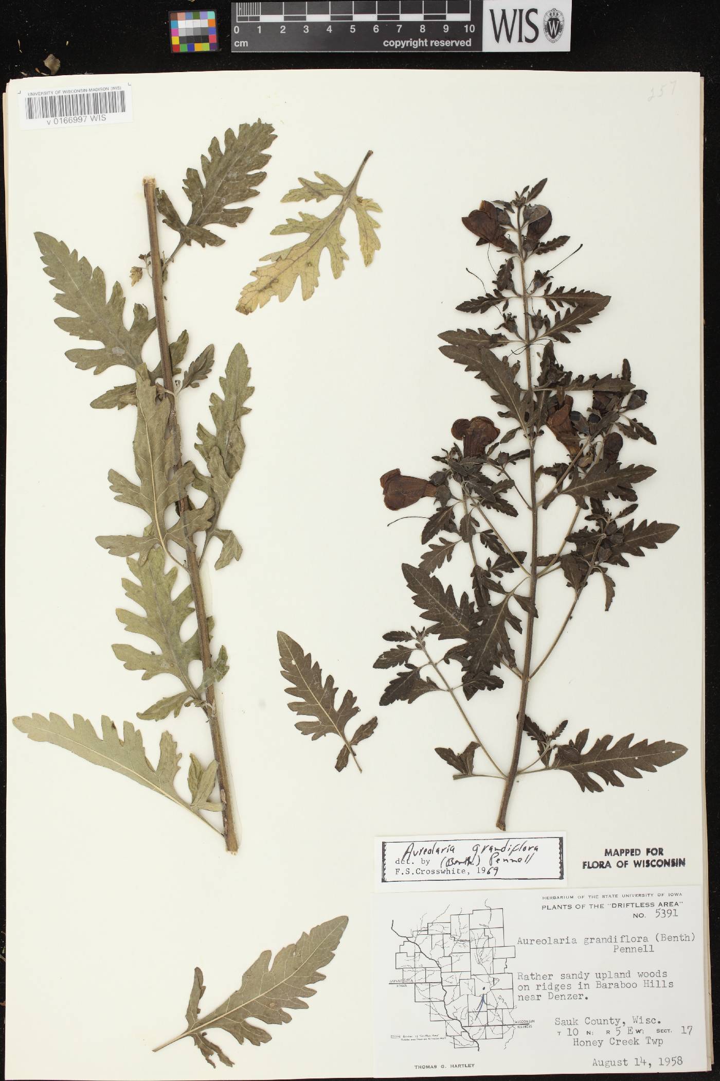 Aureolaria grandiflora var. pulchra image