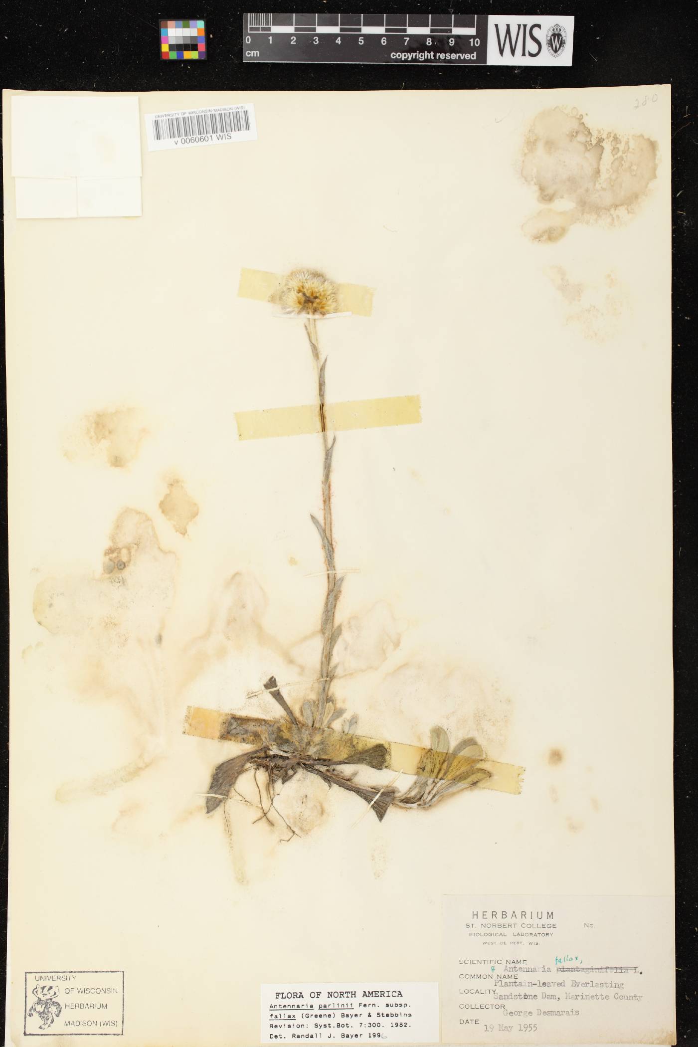 Antennaria parlinii subsp. fallax image