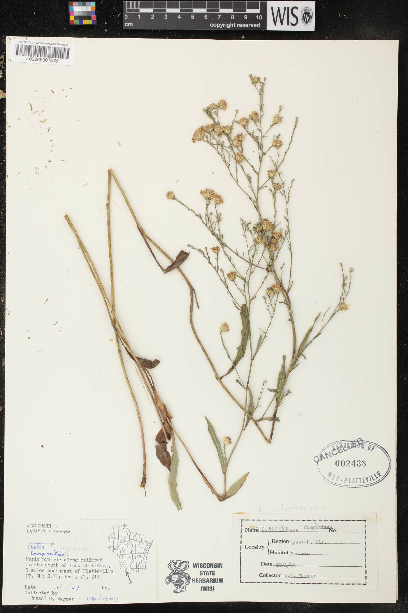Symphyotrichum oolentangiense image