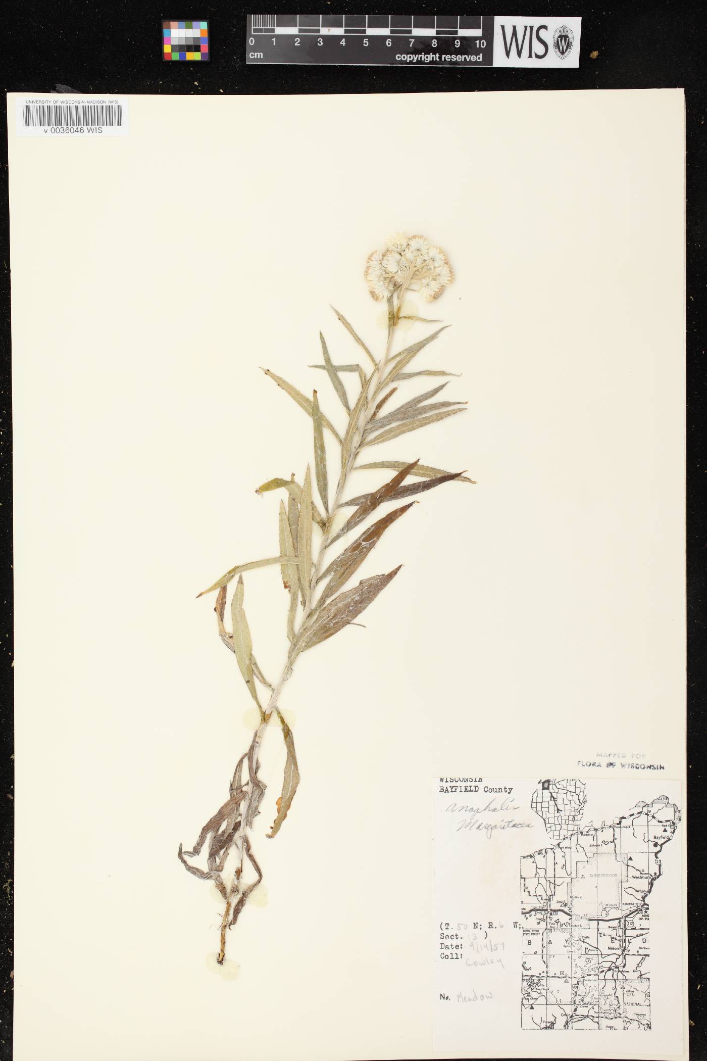 Anaphalis margaritacea image