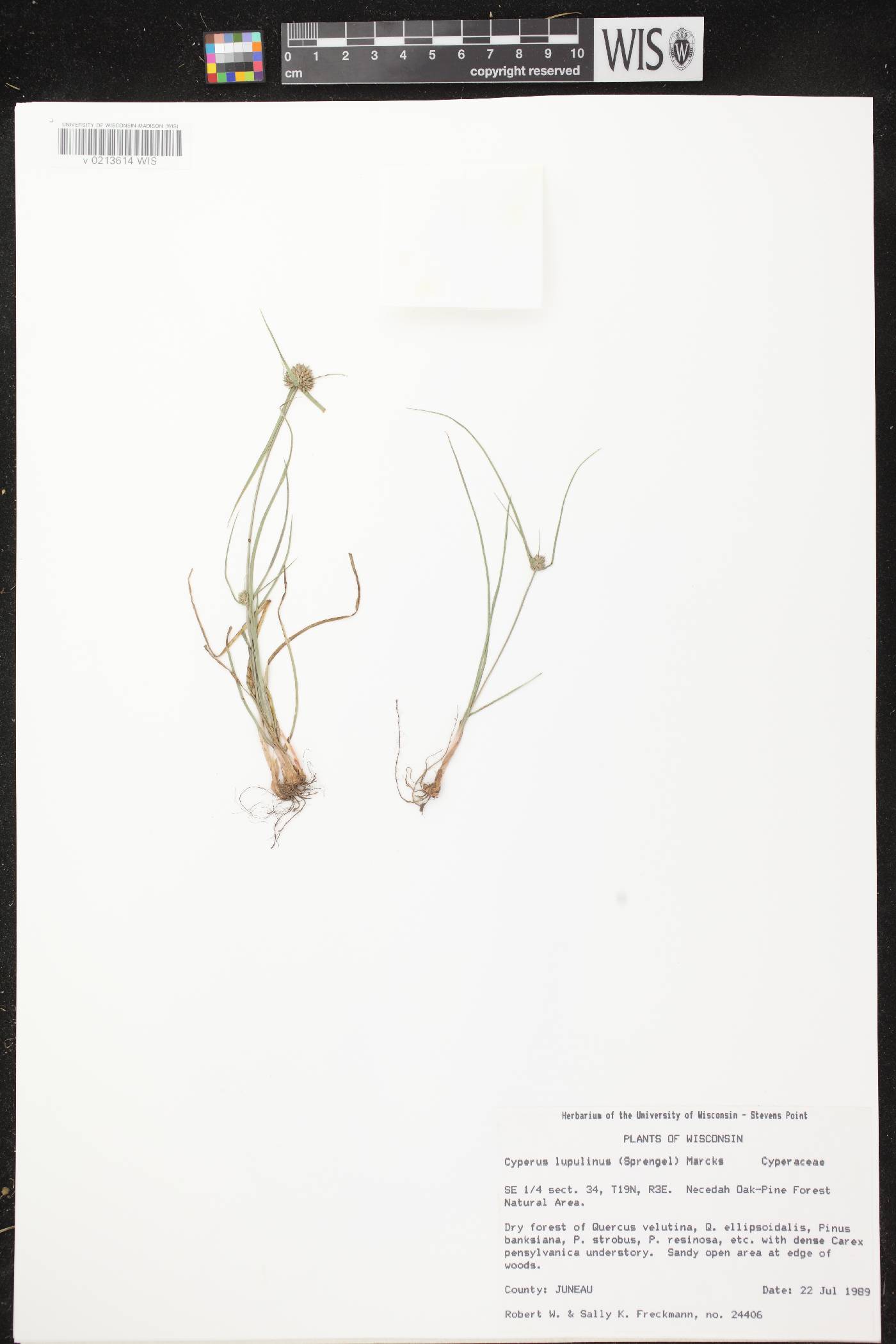 Cyperus lupulinus image