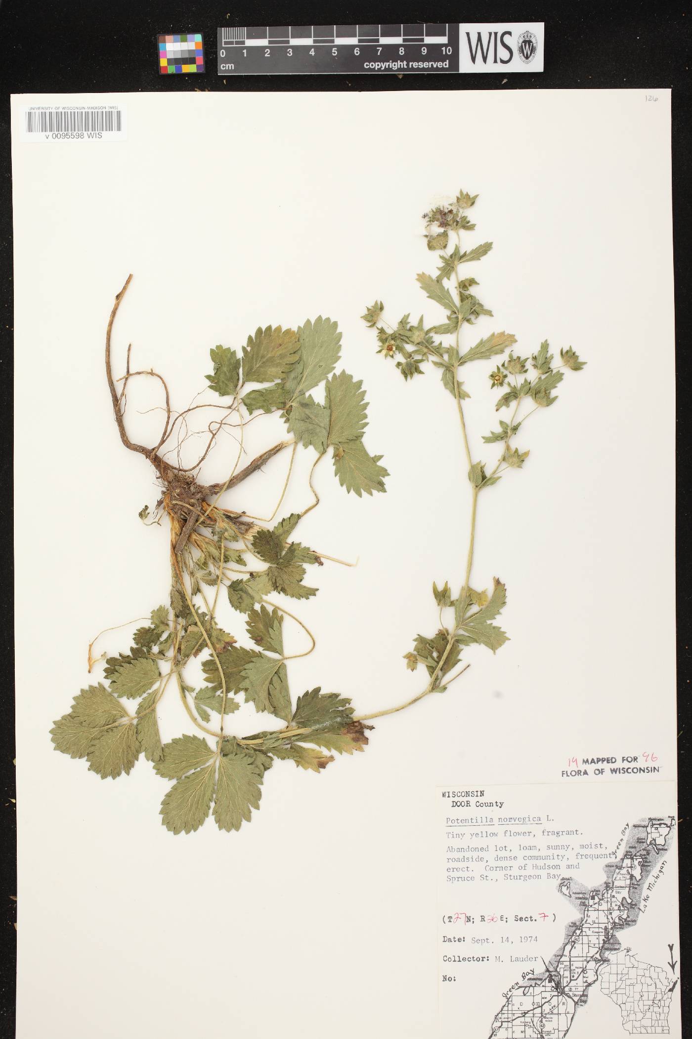 Potentilla norvegica image