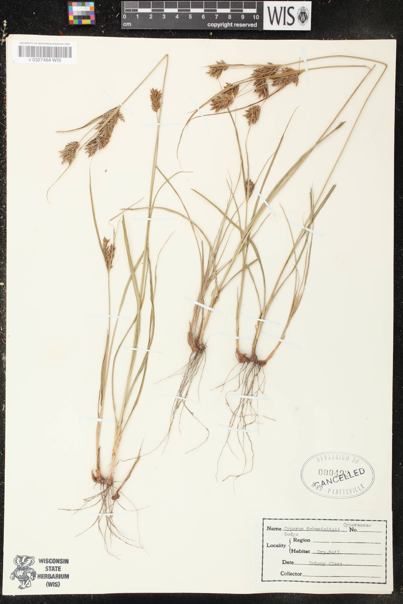 Cyperus schweinitzii image