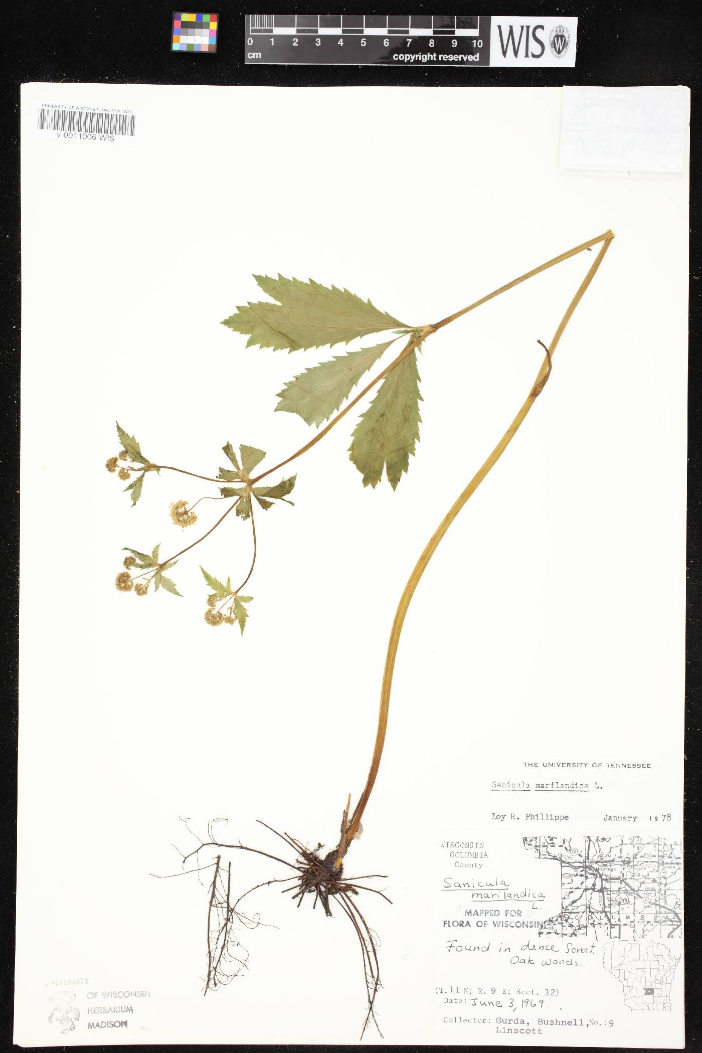 Sanicula marilandica image