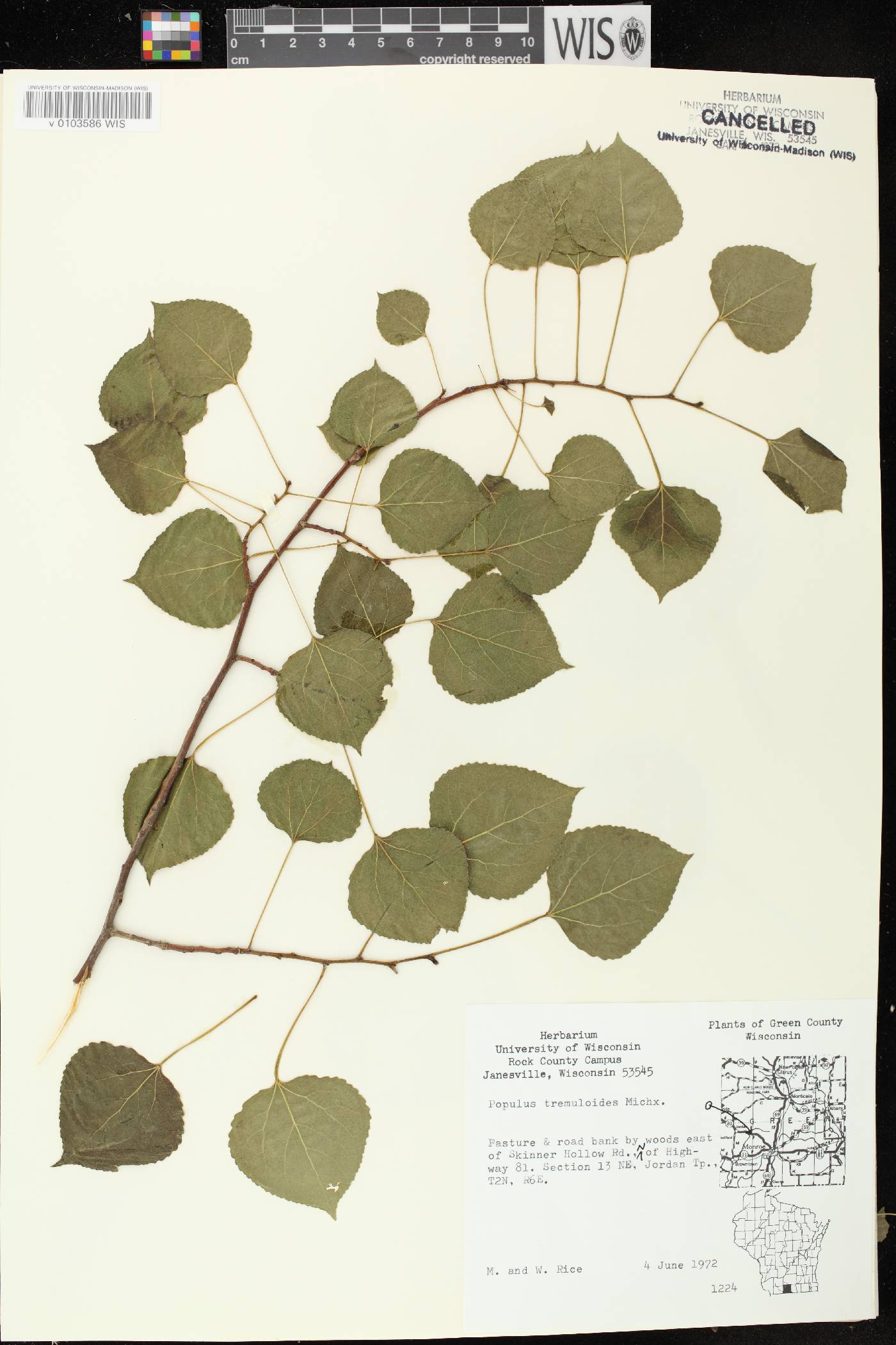 Populus tremuloides image