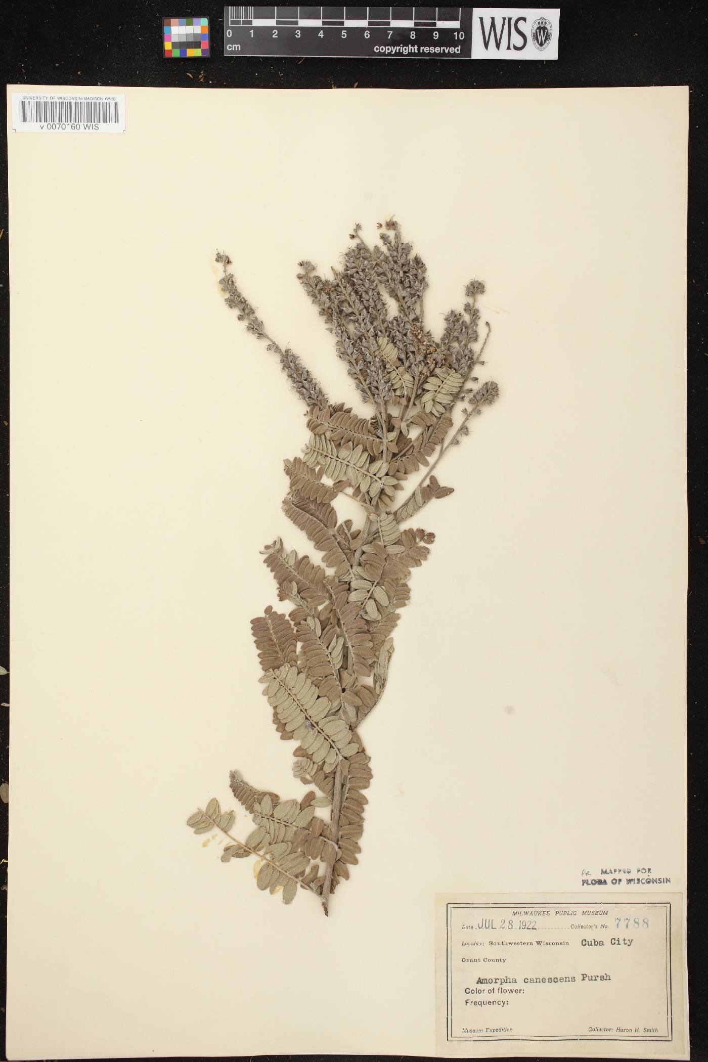 Amorpha canescens image