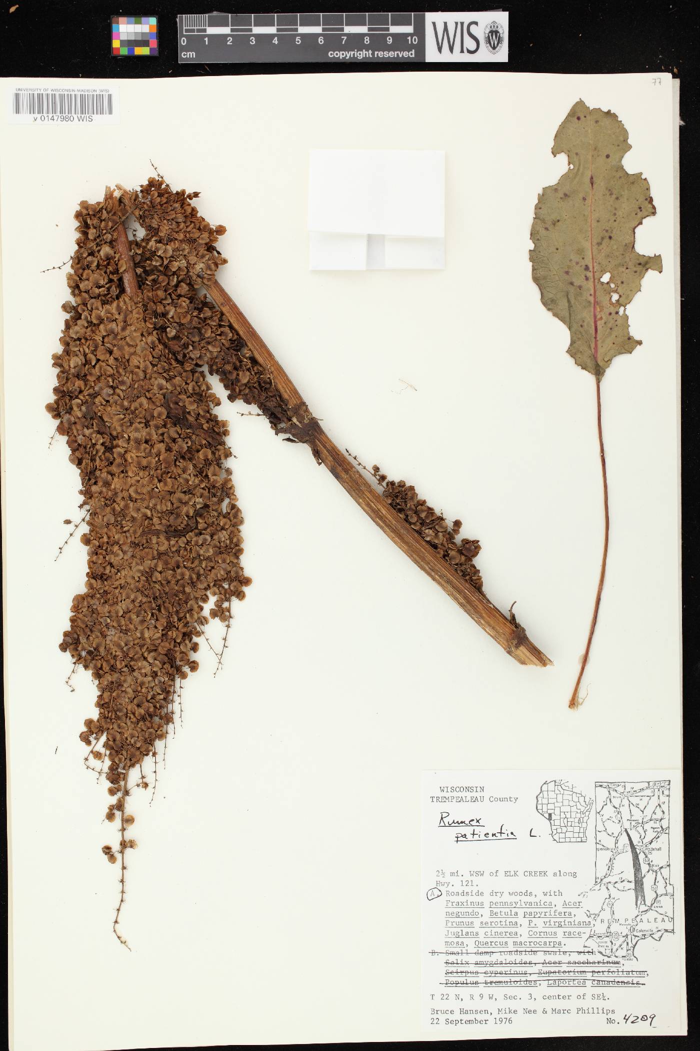 Rumex patientia image