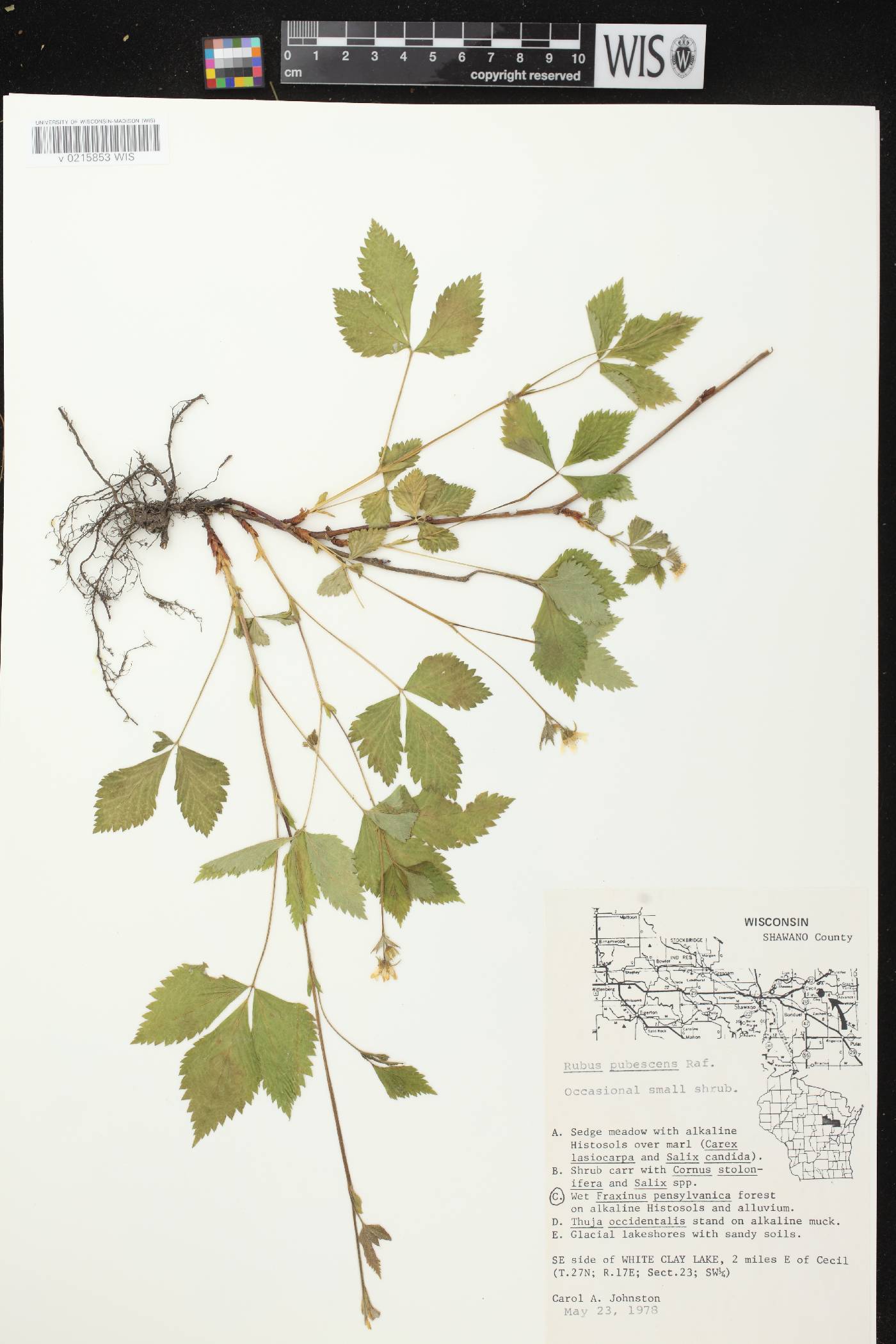 Rubus pubescens image