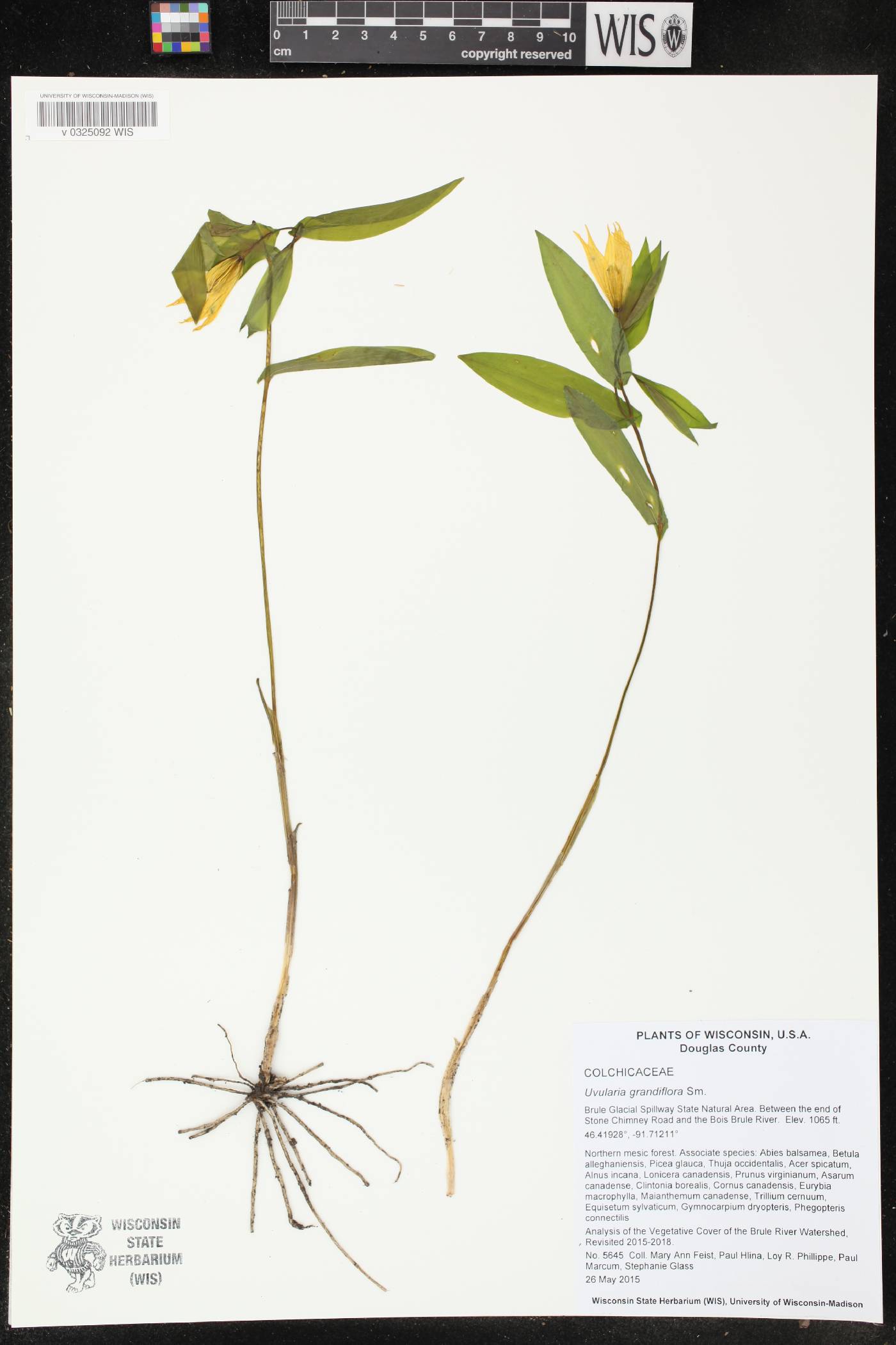Uvularia grandiflora image