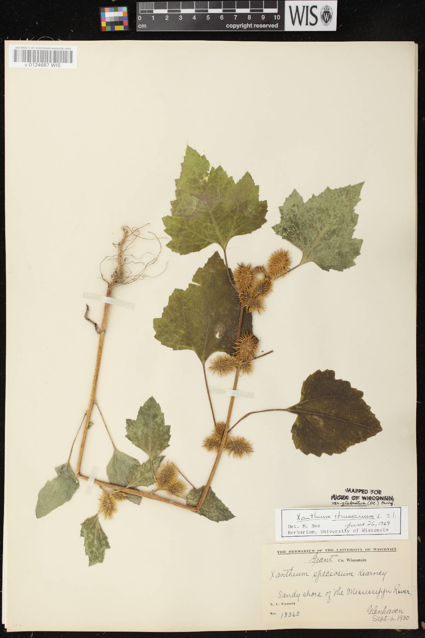 Xanthium strumarium image