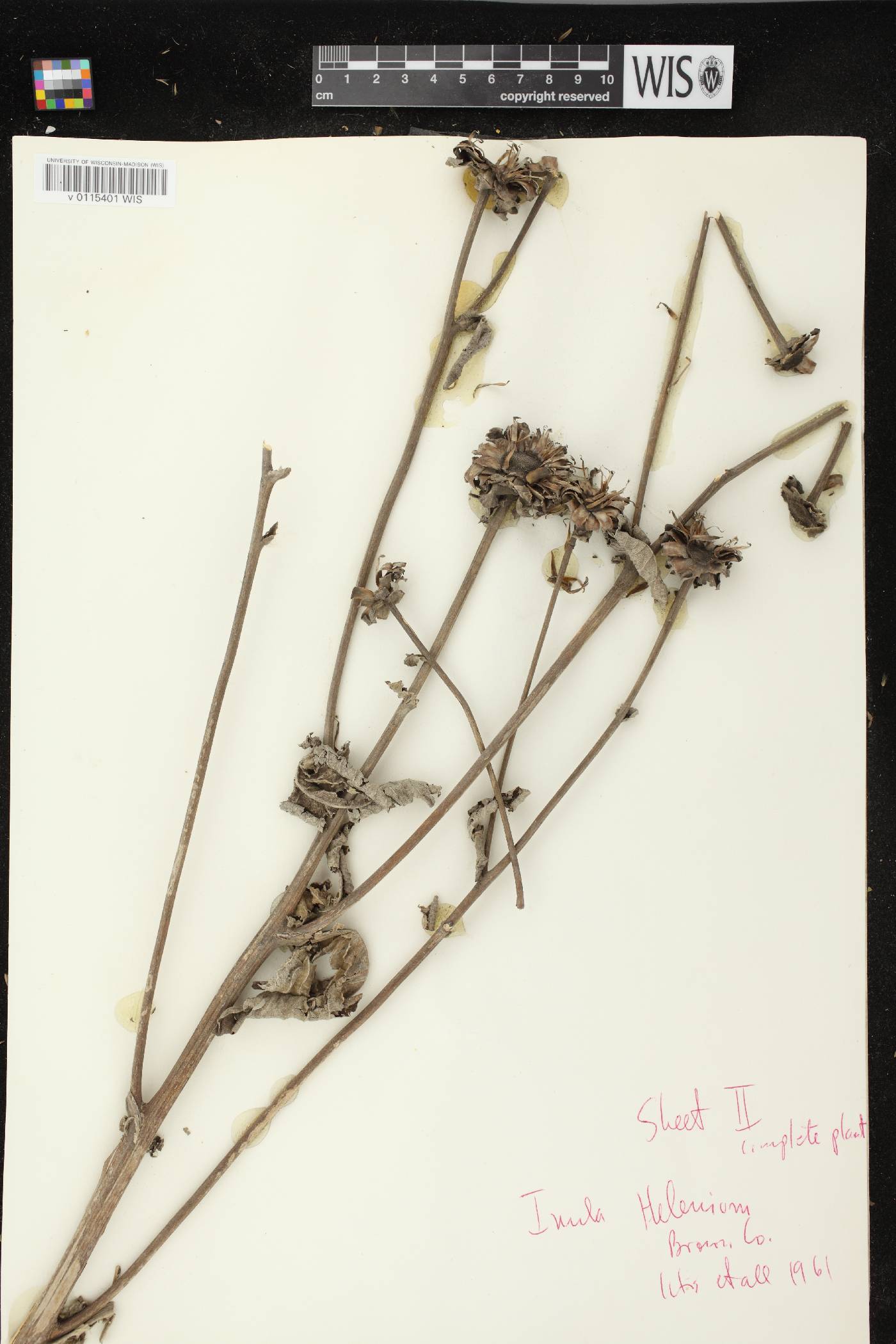 Inula helenium image