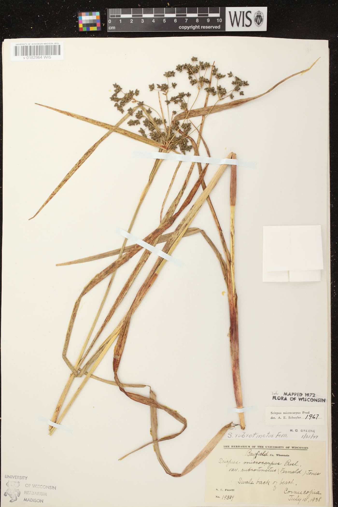 Scirpus microcarpus image