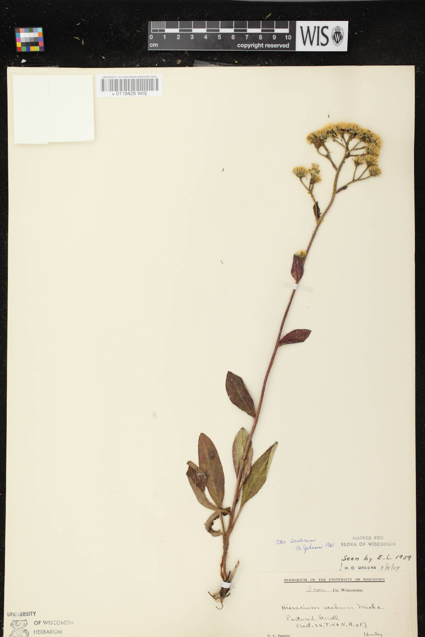 Hieracium scabrum image