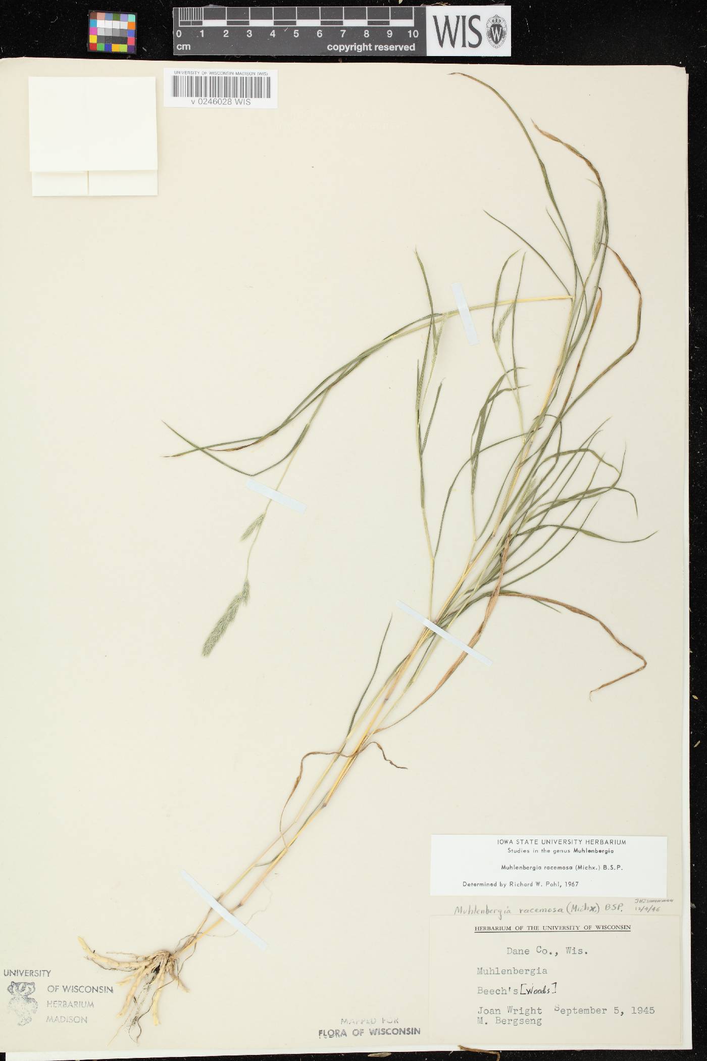 Muhlenbergia racemosa image