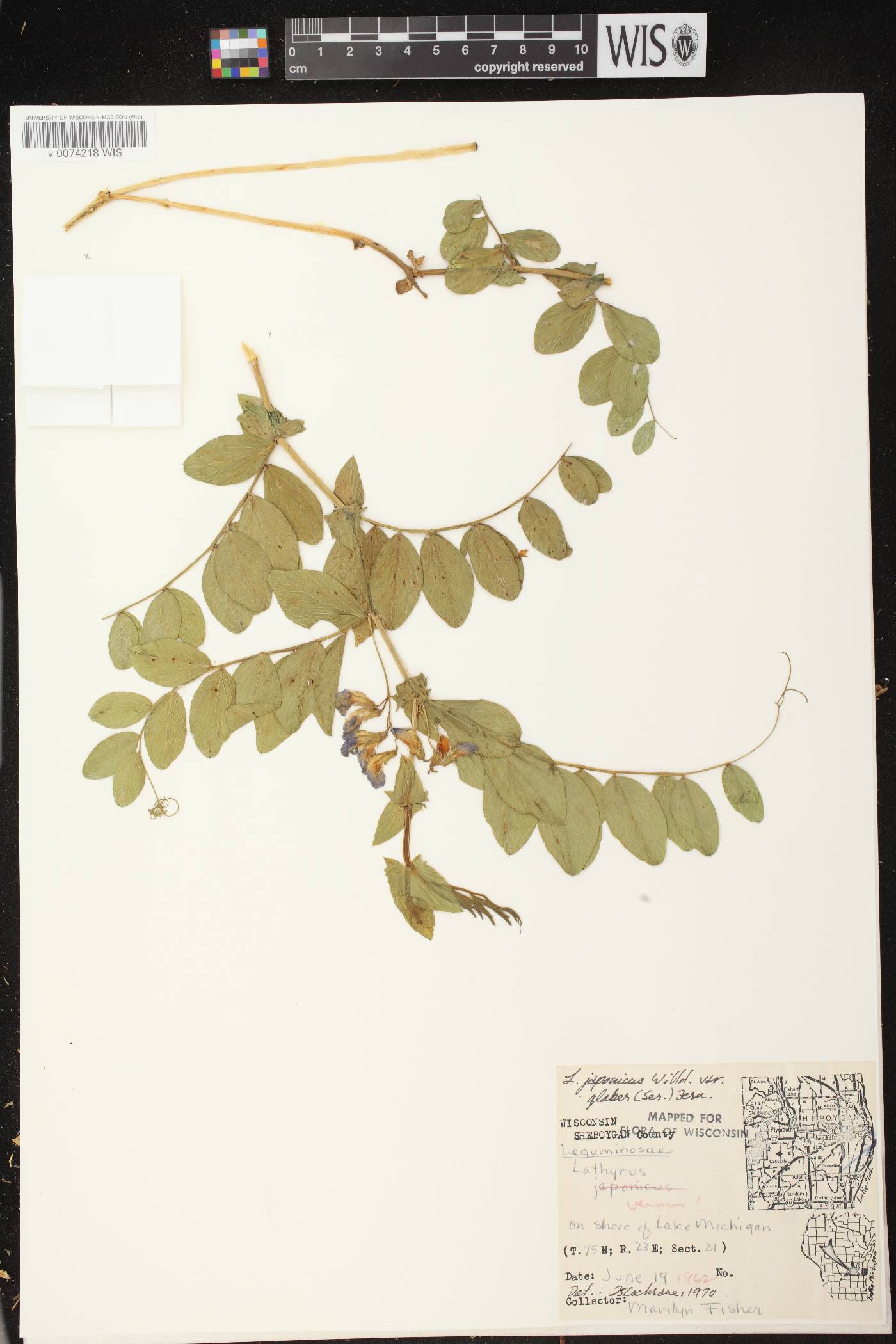 Lathyrus japonicus image
