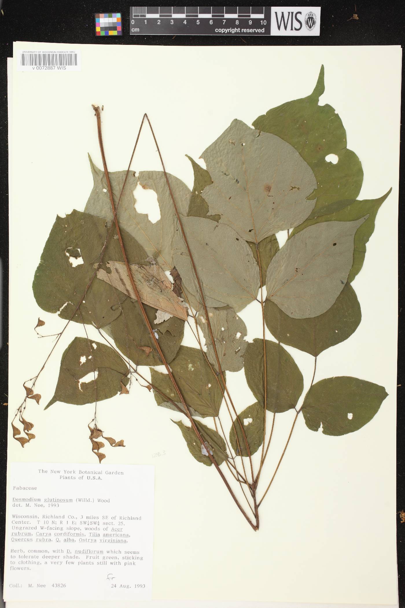 Hylodesmum glutinosum image