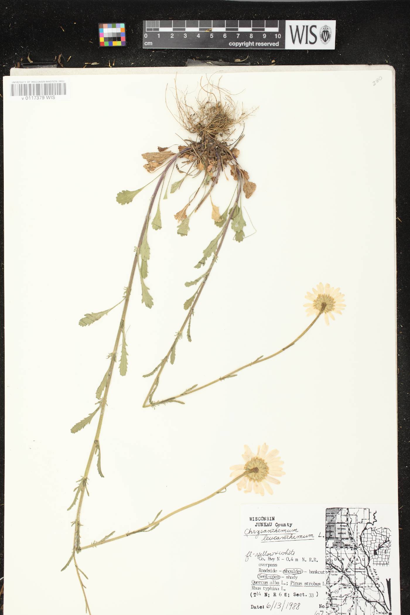 Leucanthemum vulgare image