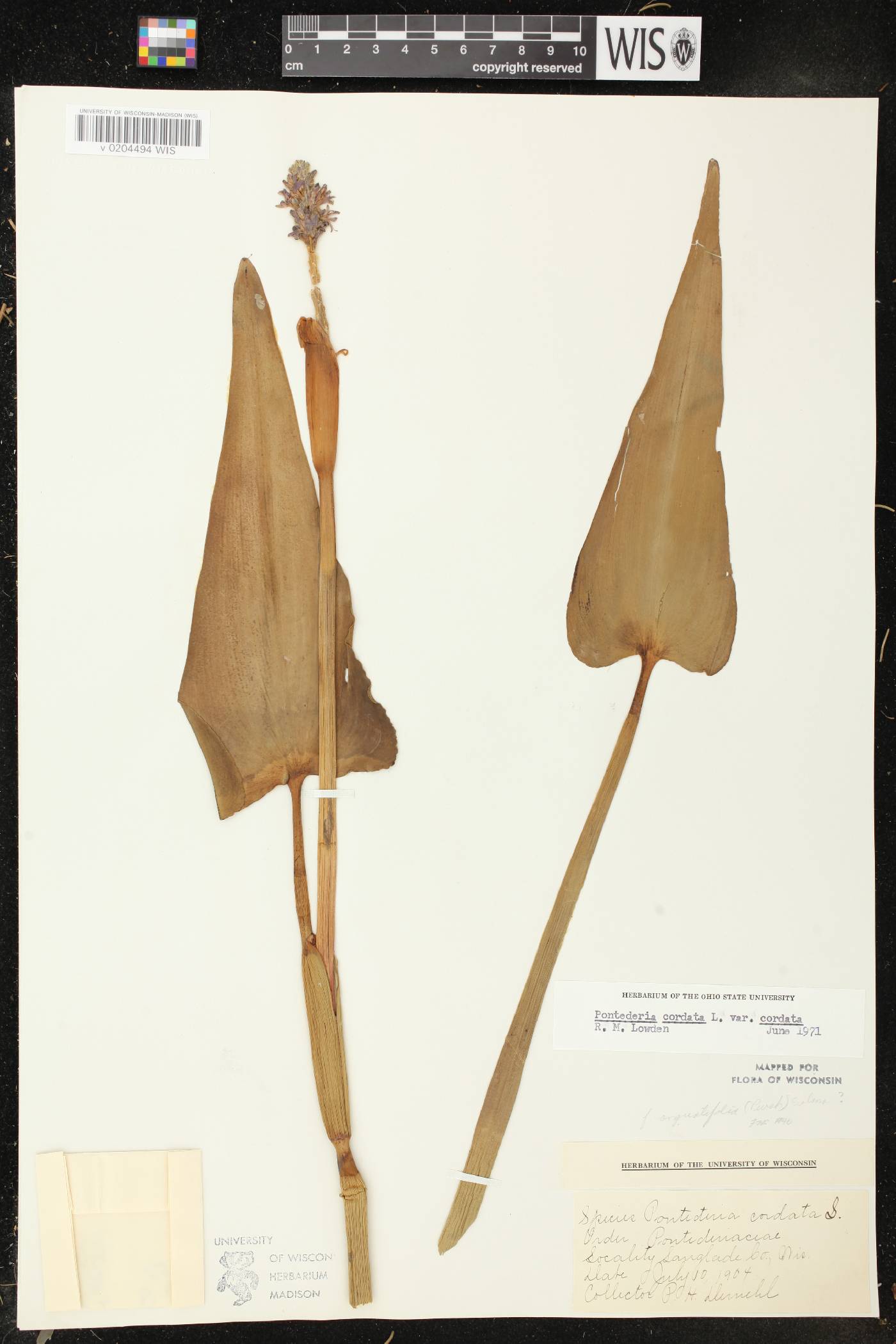 Pontederia cordata image