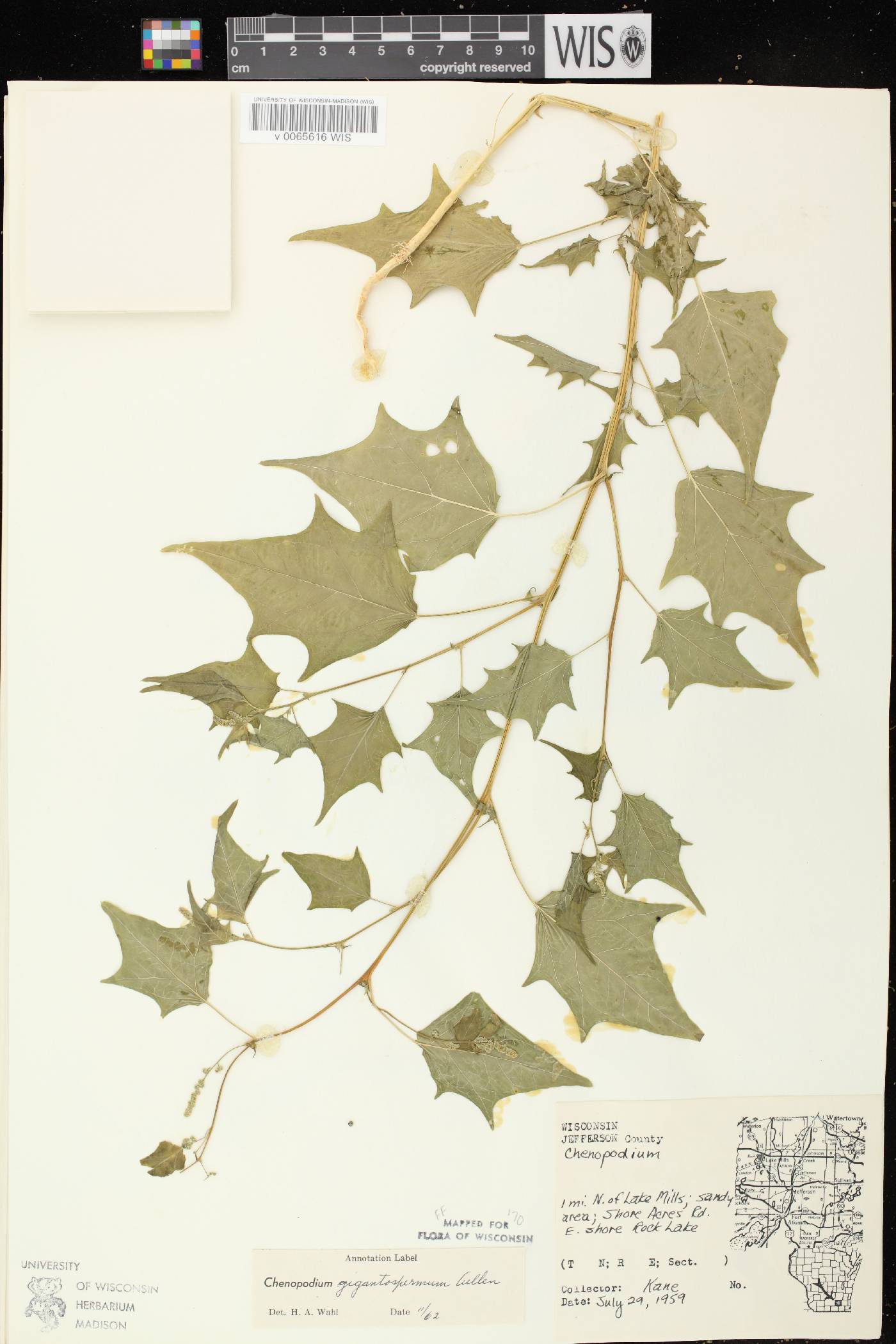 Chenopodium simplex image